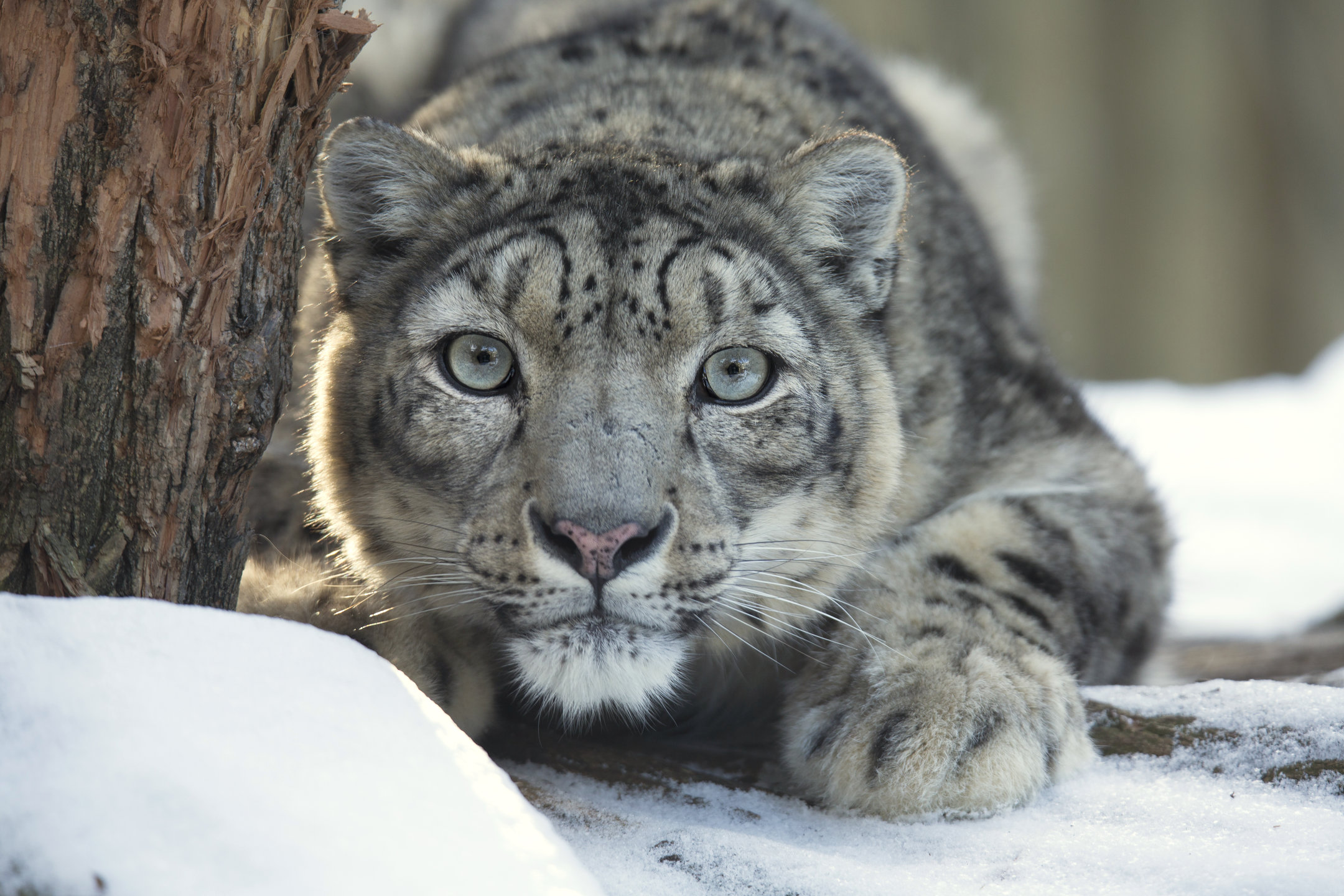 Why Are Snow Leopards Endangered? MyStart