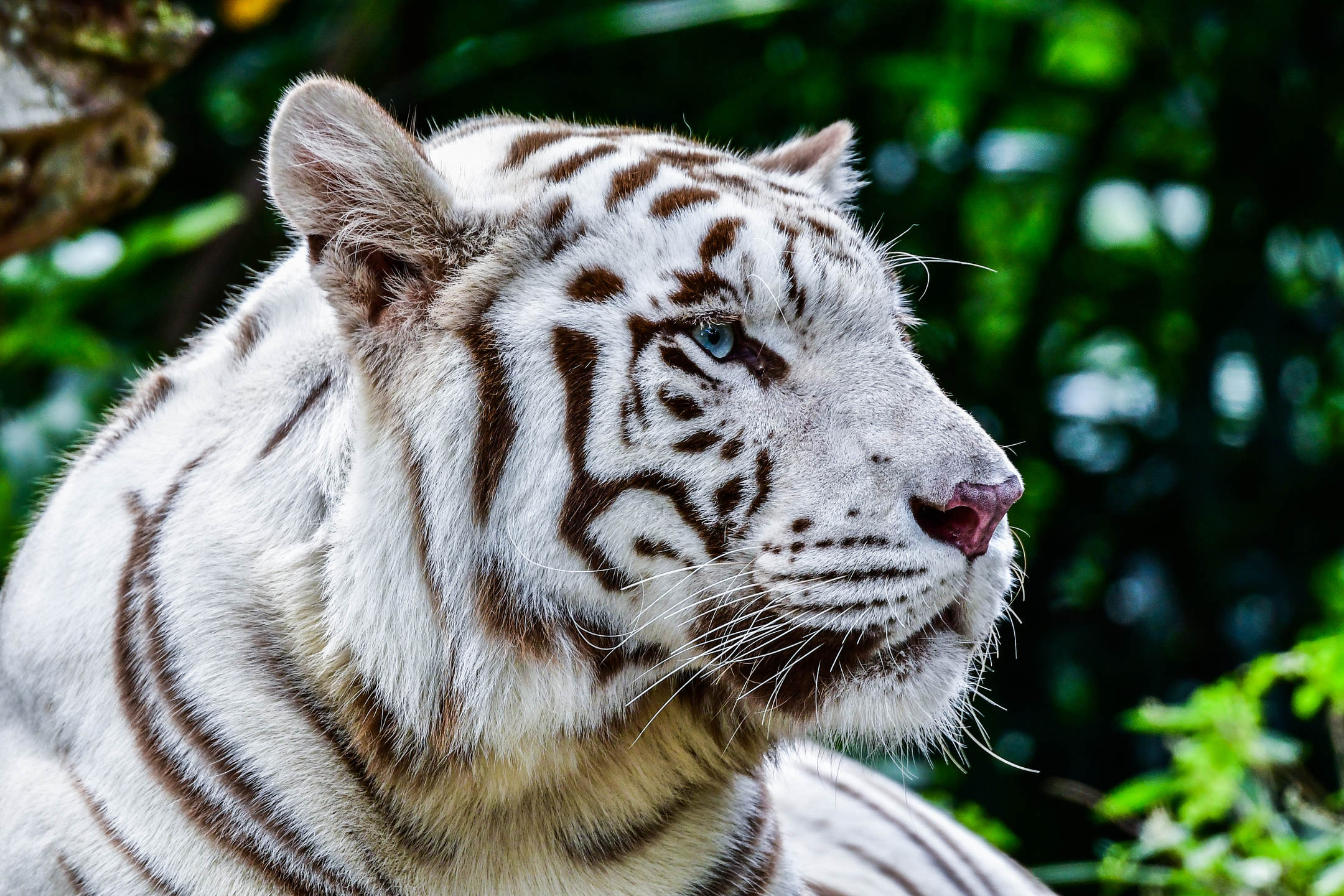 Get to Know the Magnificent White Tiger MyStart