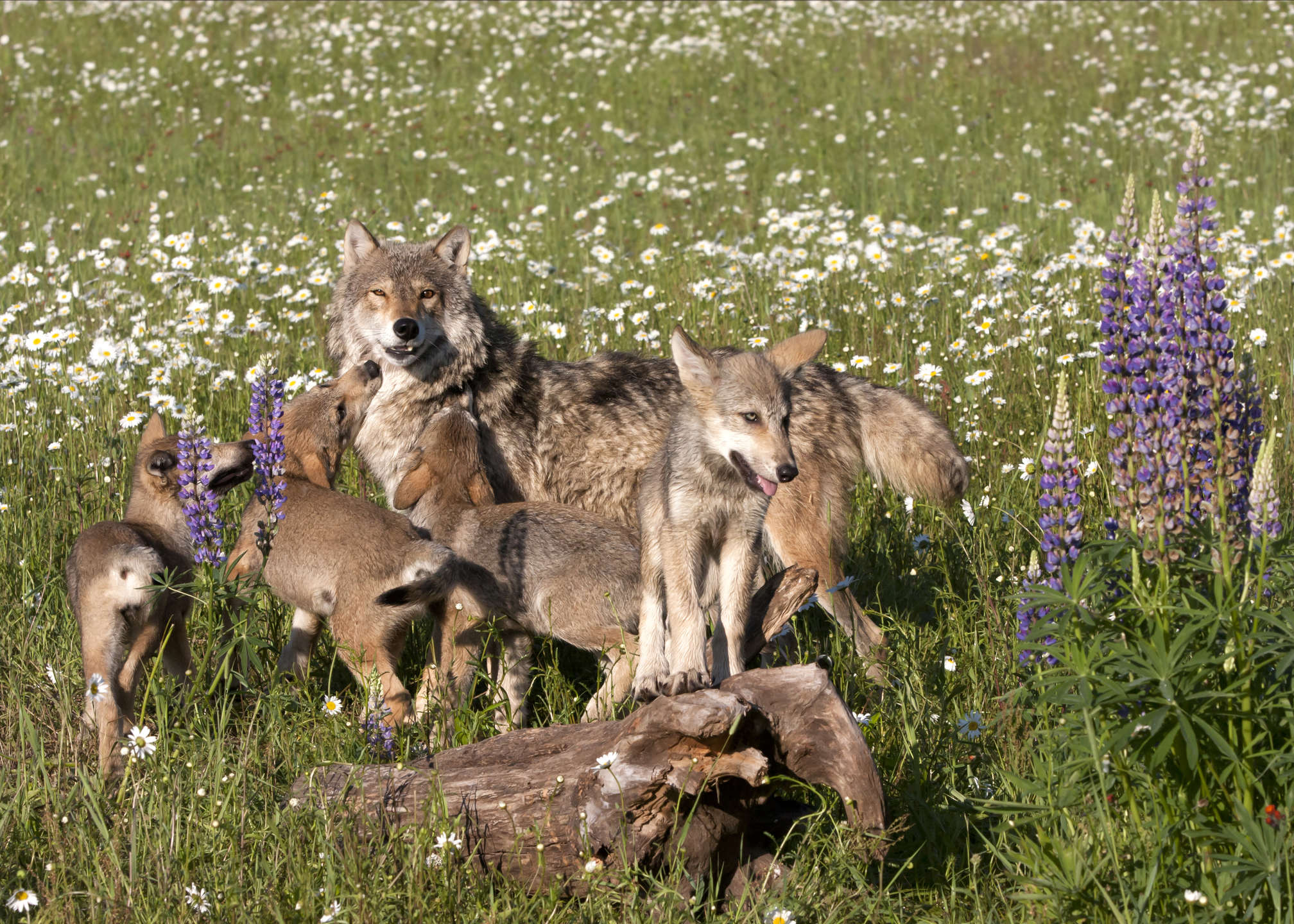 Is it Illegal to Own a Wolf? MyStart