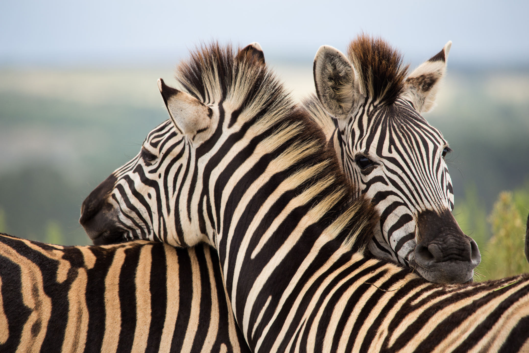Here’s Why Zebras Can Never Be Domesticated & Trained MyStart