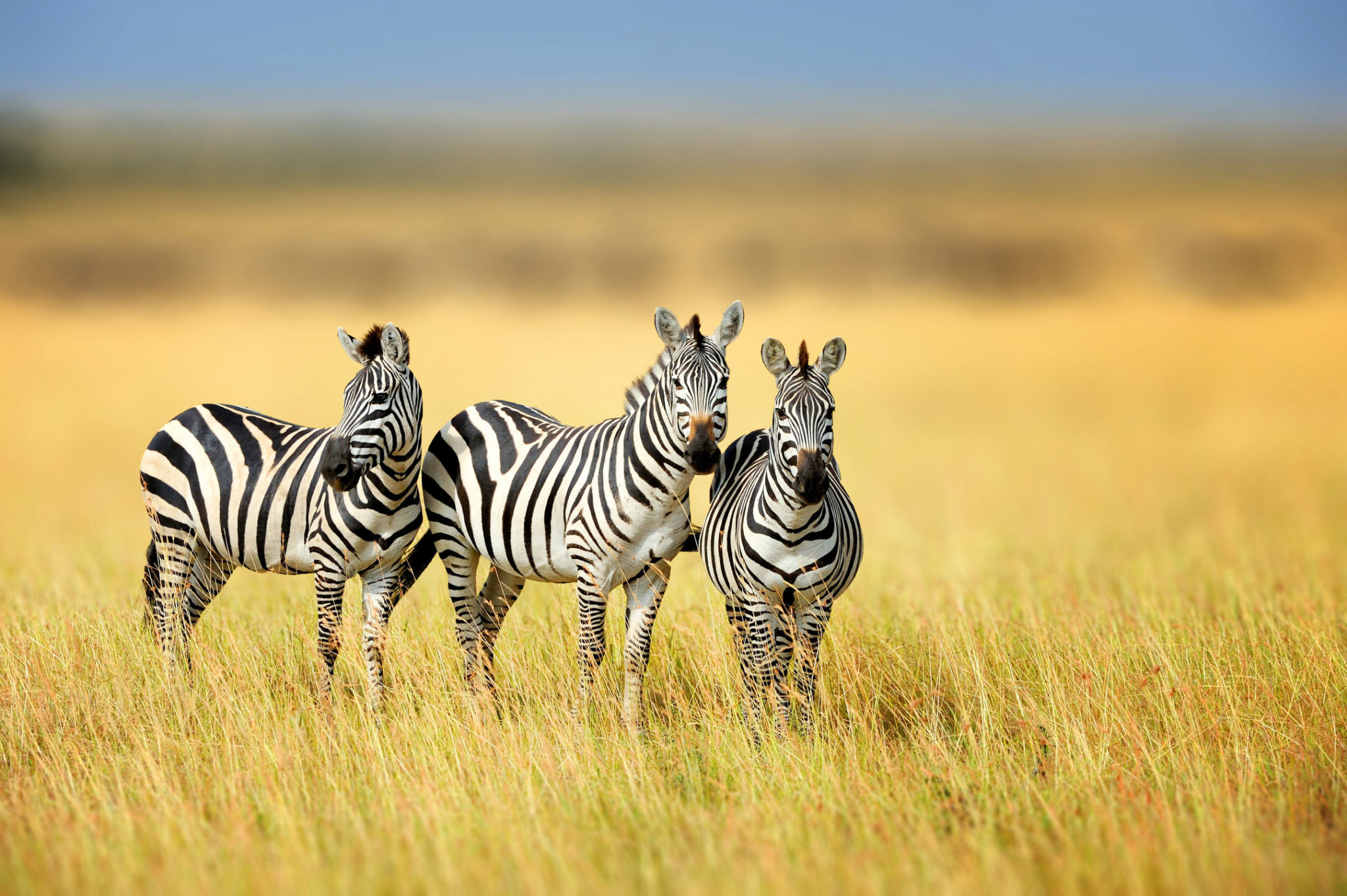 Here’s Why Zebras Can Never Be Domesticated & Trained MyStart