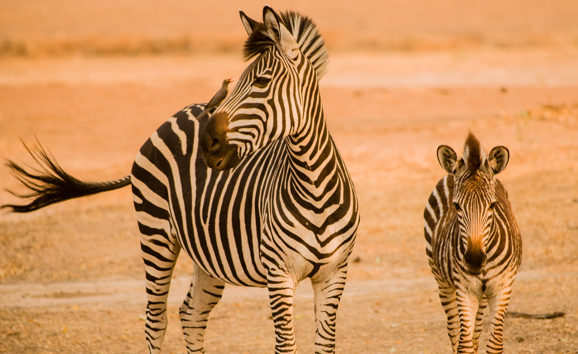 Here’s Why Zebras Can Never Be Domesticated & Trained MyStart