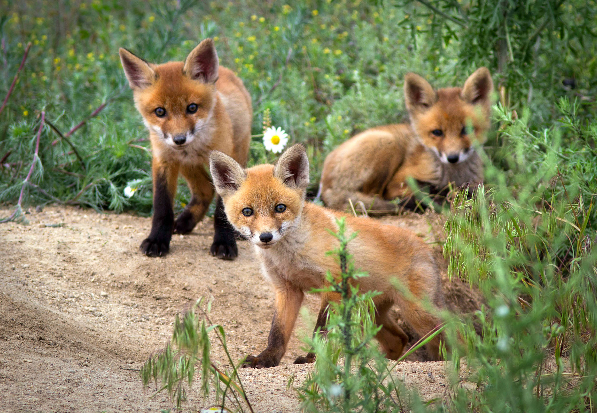 Do Foxes Make Good Pets? MyStart