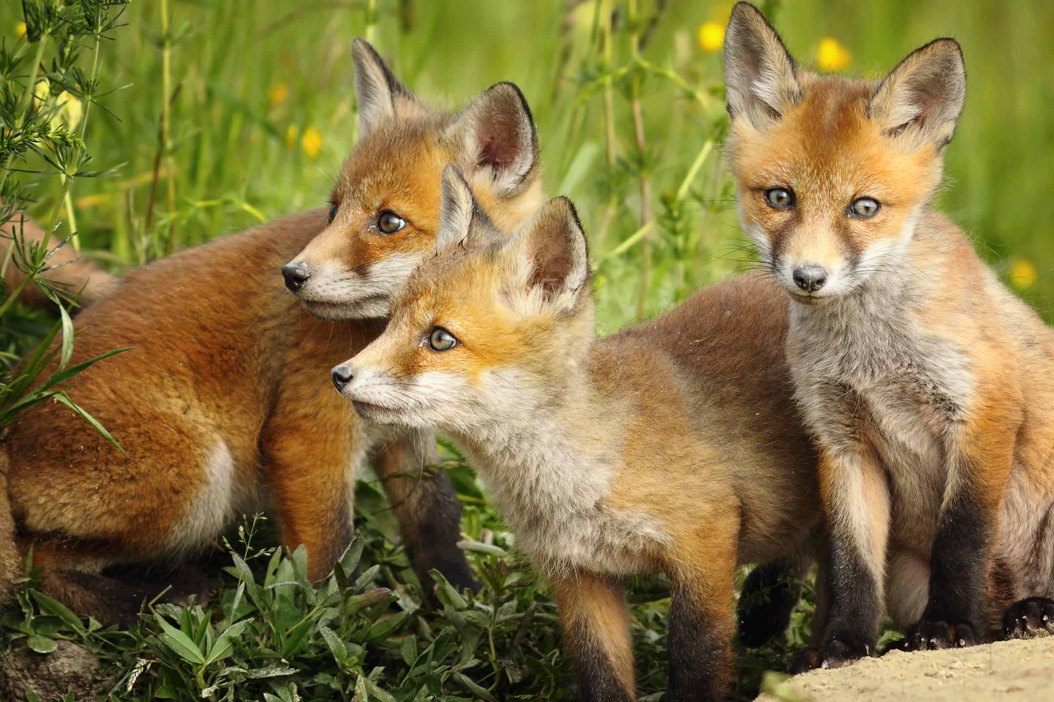 Do Foxes Make Good Pets? MyStart