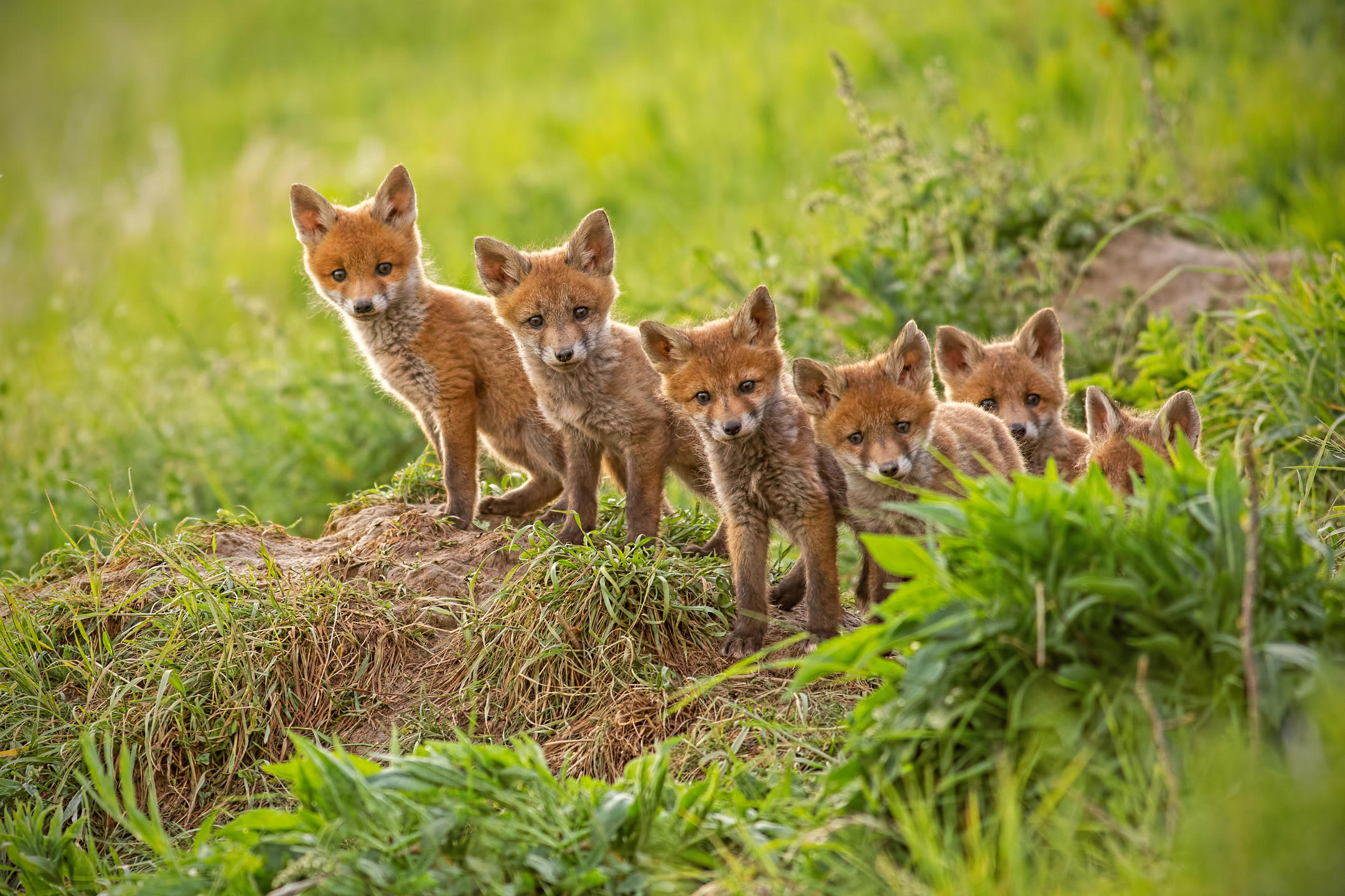 Do Foxes Make Good Pets? MyStart