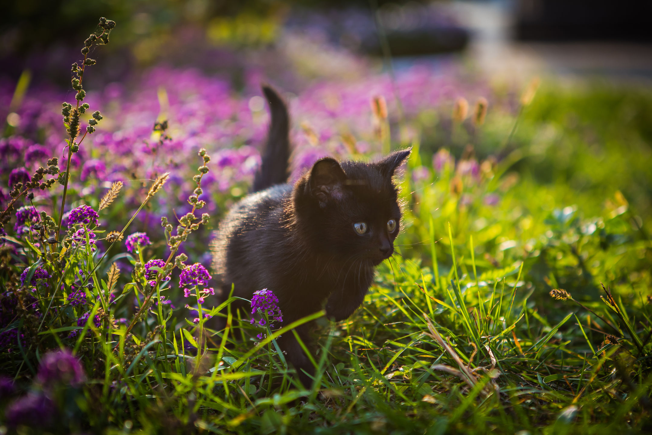 Are You The Lucky Owner of a Black Cat MyStart