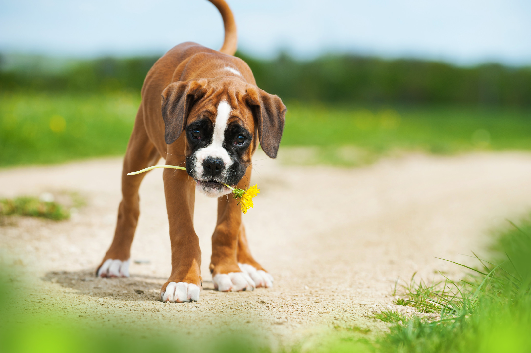 Is The Boxer Dog the Ultimate Family Pet? MyStart