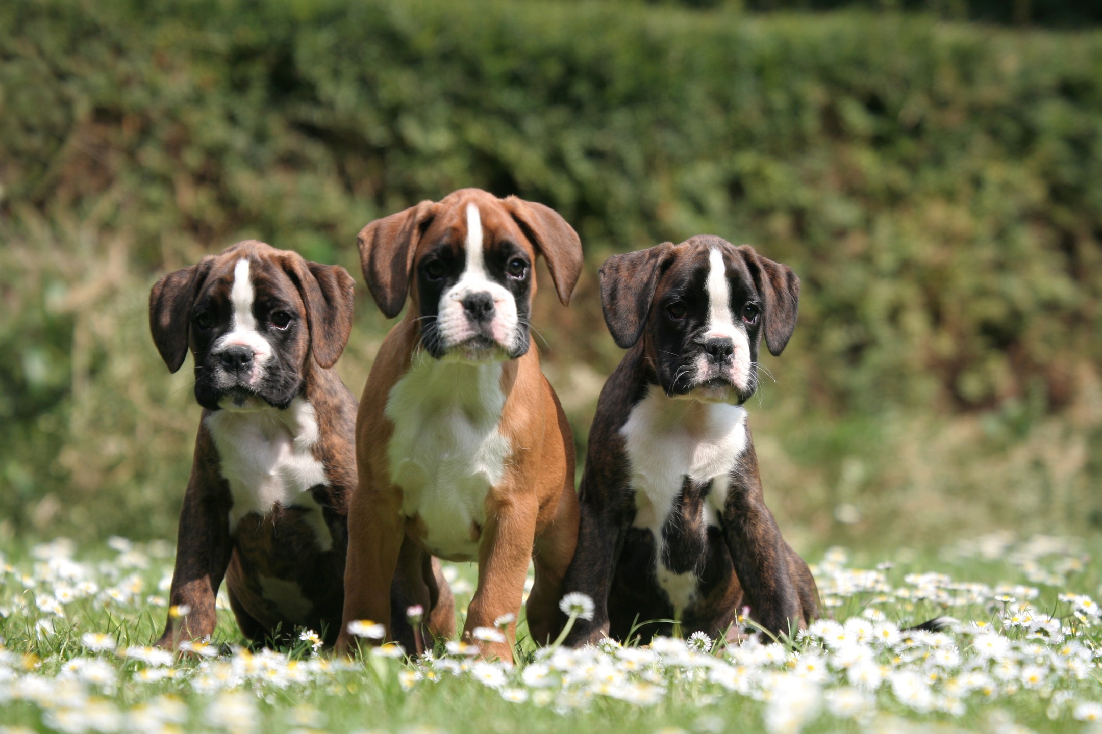 Are Boxer Dogs Good With Children
