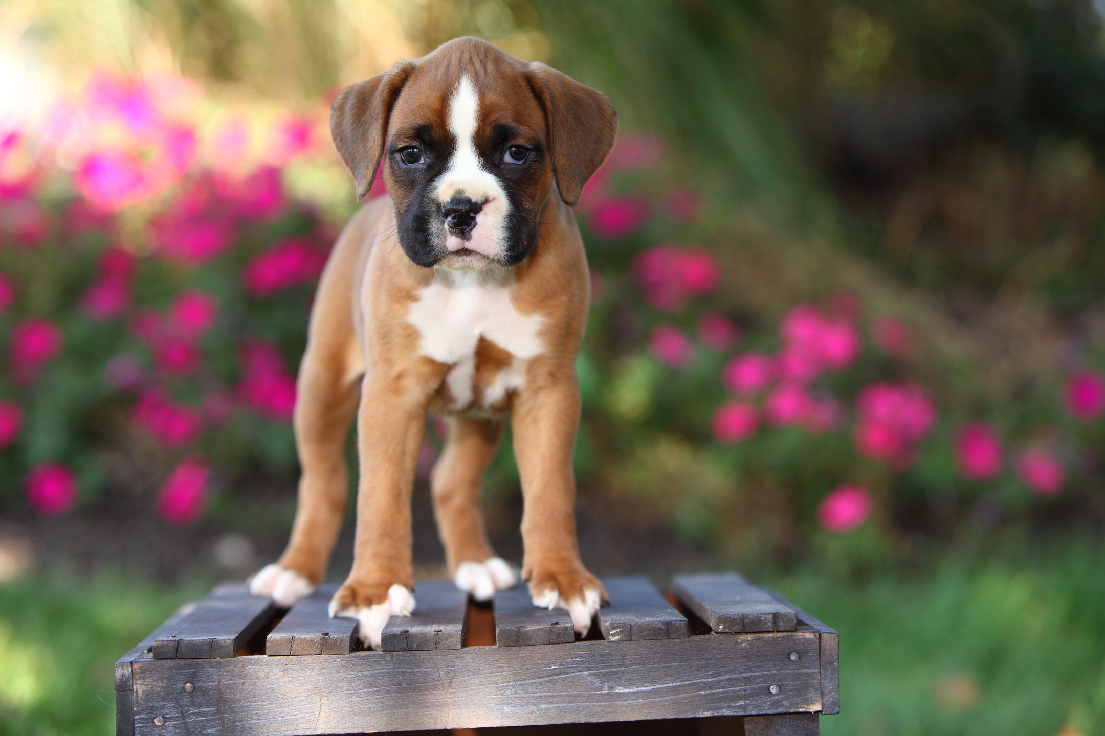 Is The Boxer Dog the Ultimate Family Pet? MyStart