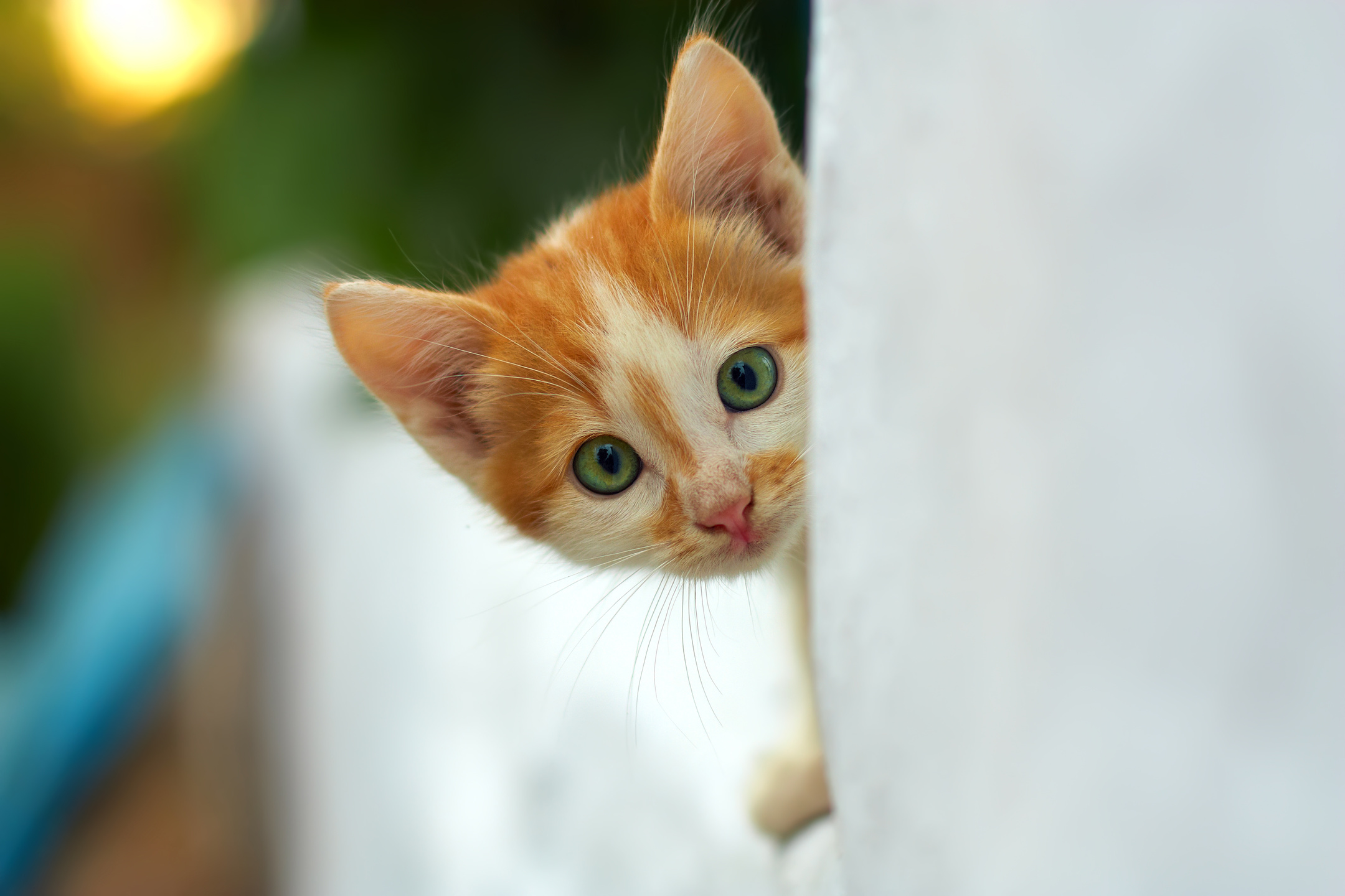 Ways Cats Can Help Reduce Anxiety and Depression MyStart