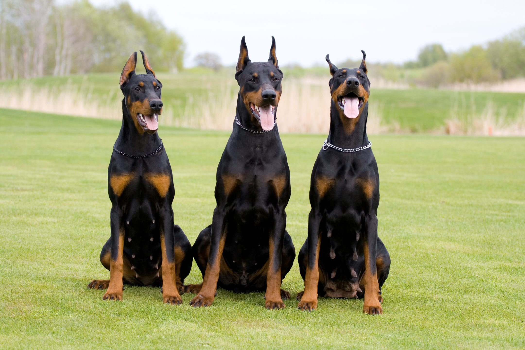 What To Know Before Getting A Doberman