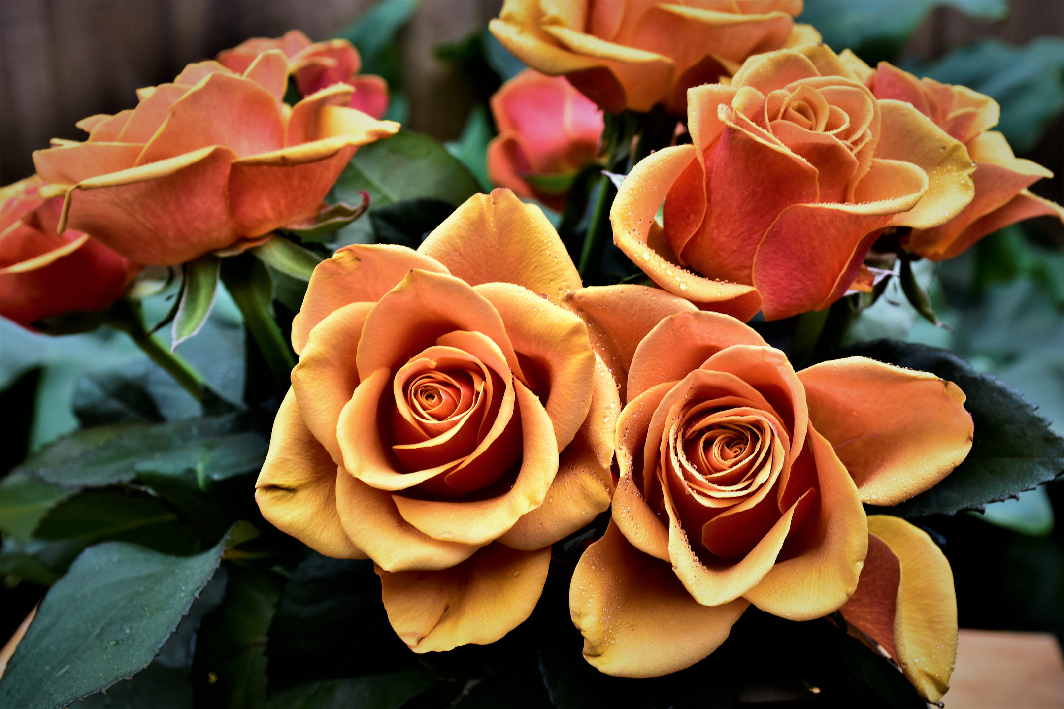 The Most Beautiful Rose Flowers In World Best Flower Site