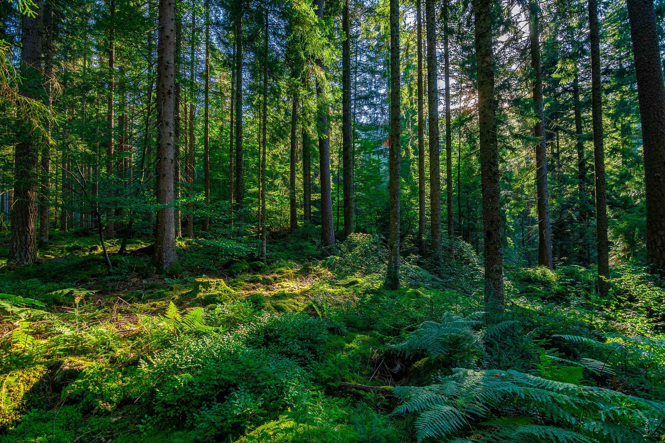 10 Most Beautiful Forests in the World MyStart