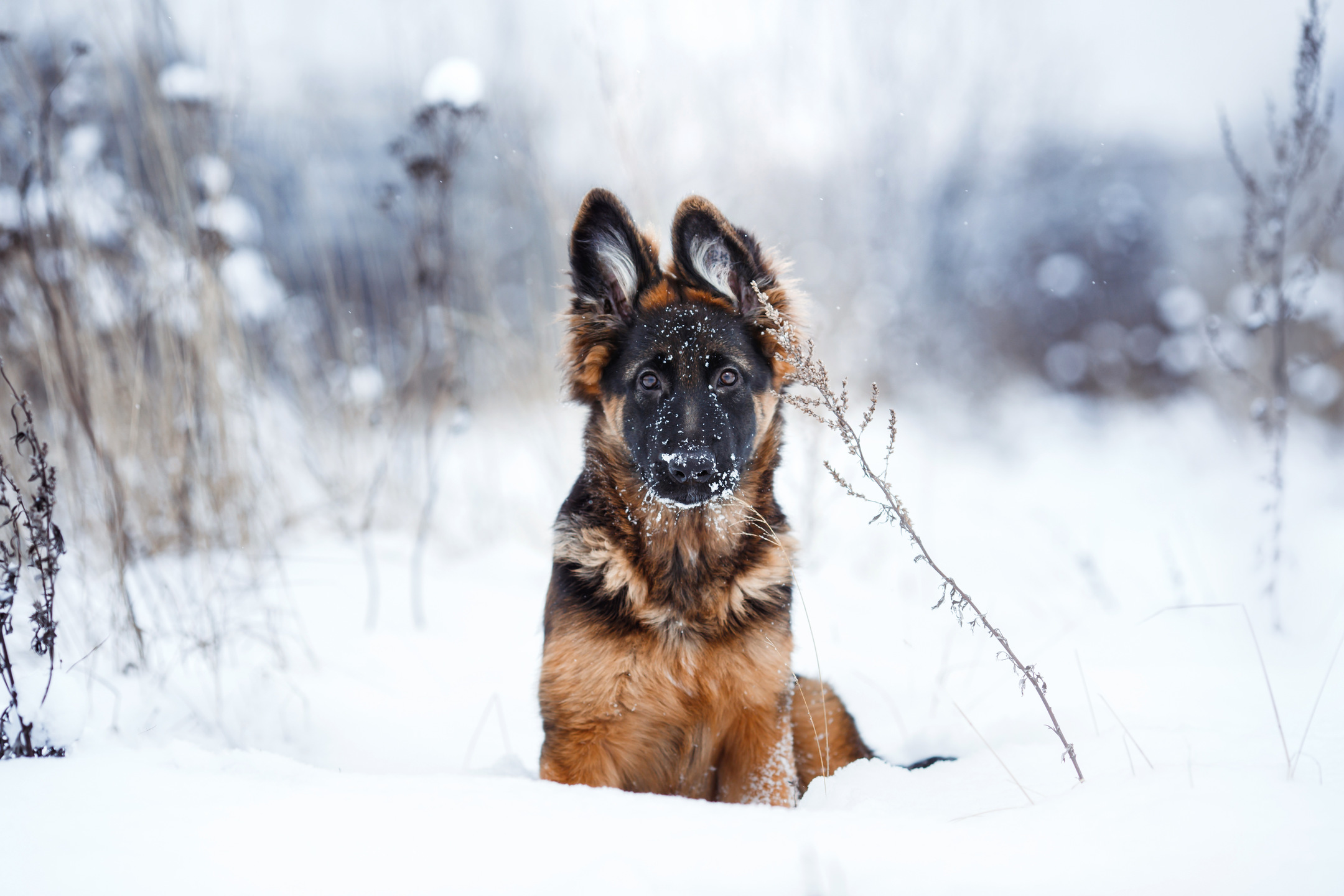 When Do German Shepherds Stop Growing? MyStart