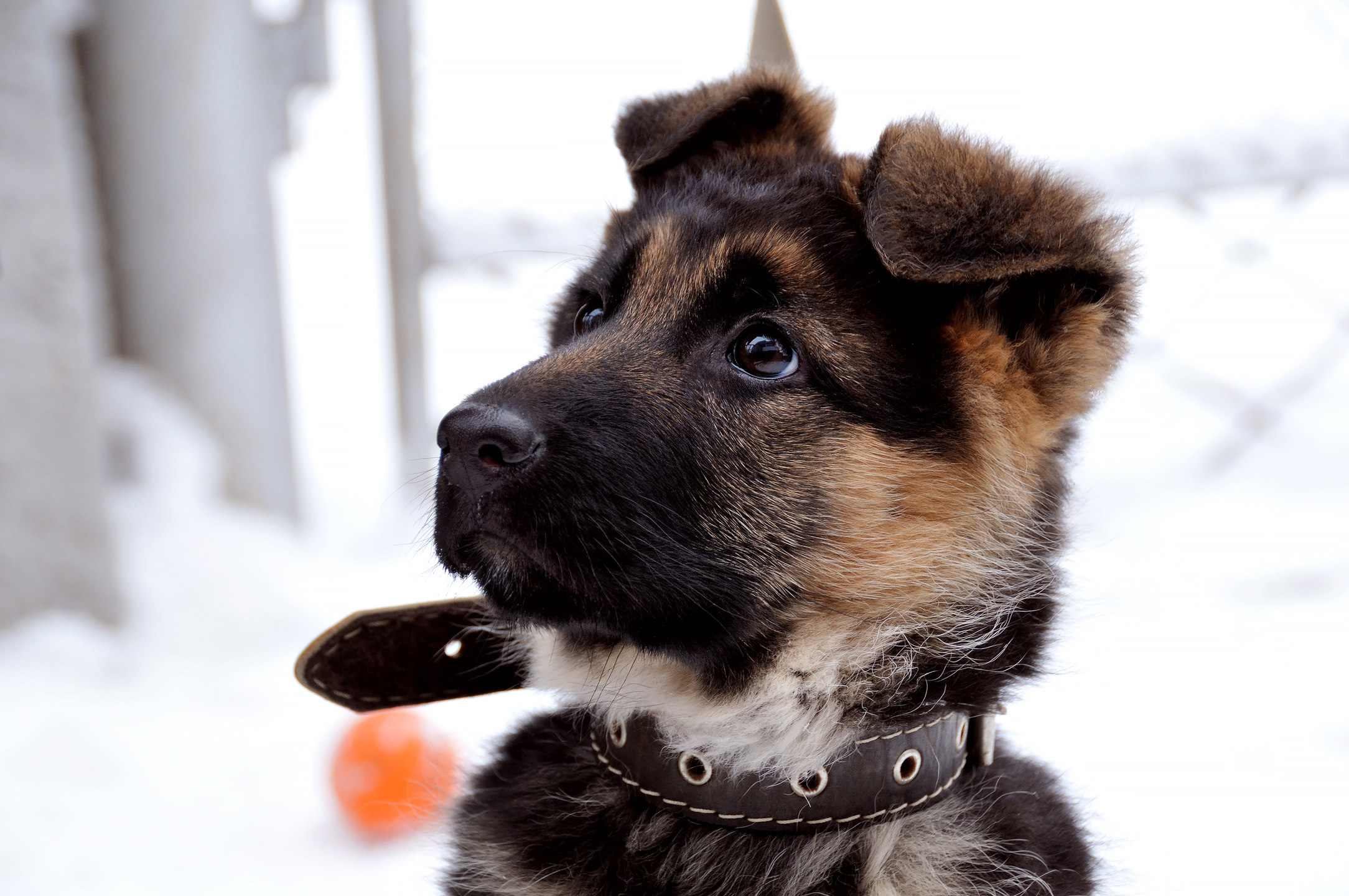 When Do German Shepherds Stop Growing? MyStart