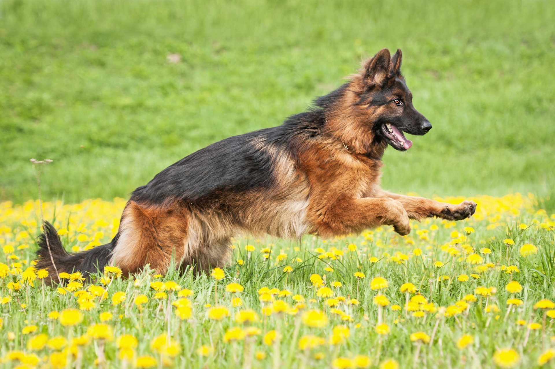 When Do German Shepherds Stop Growing? MyStart