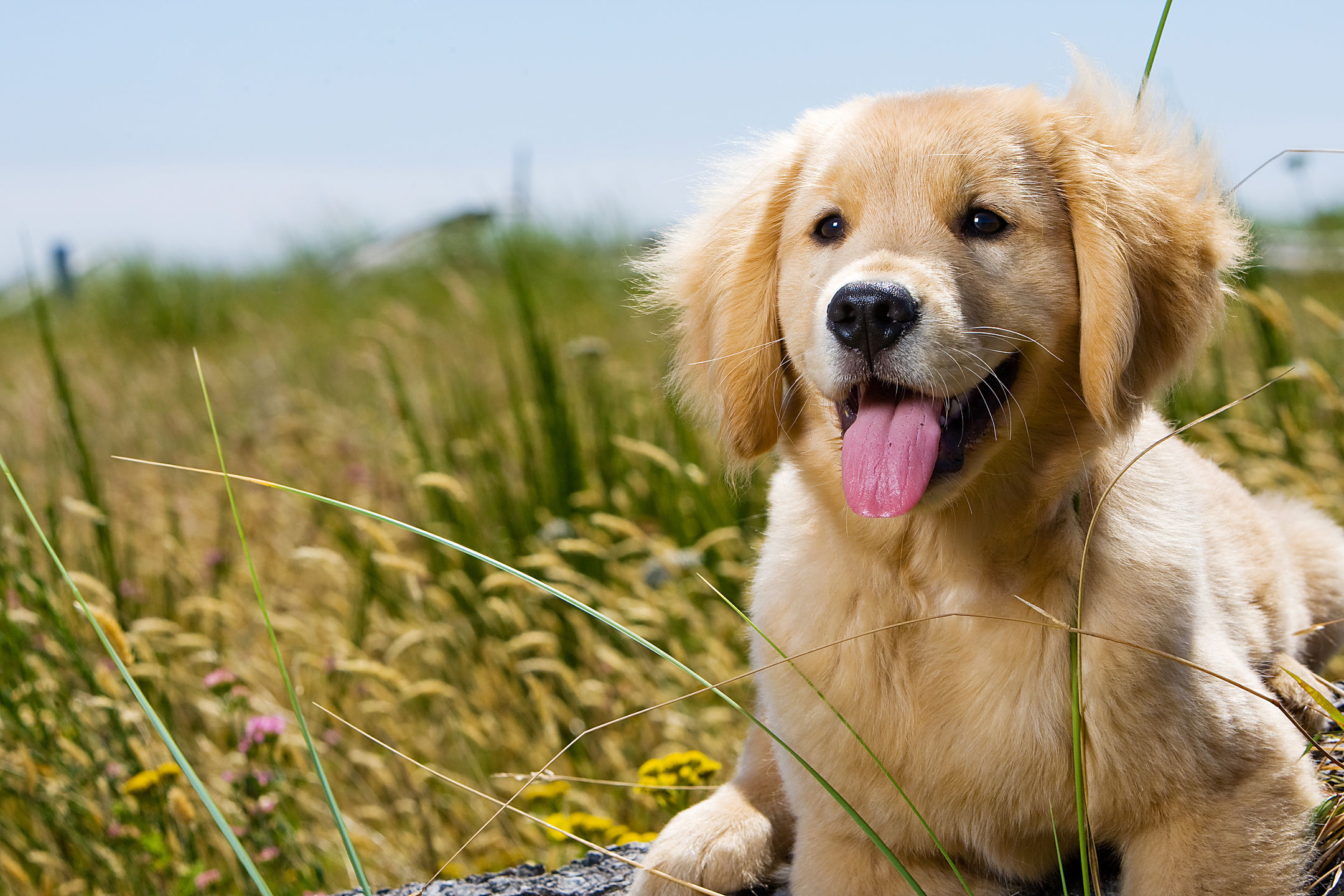 7 Things You Probably Didn’t Know About Golden Retrievers MyStart
