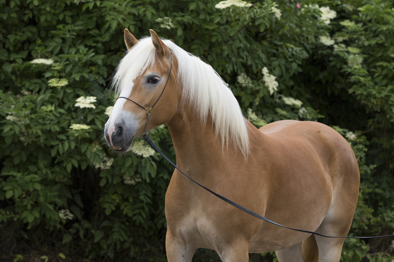 How Can You Tell If A Horse Is Happy? MyStart