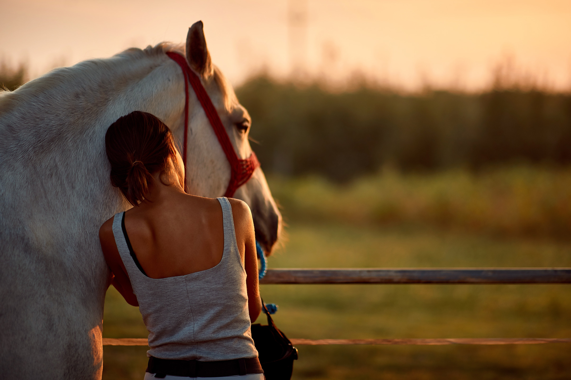 Can Horses Have Feelings for Humans? MyStart