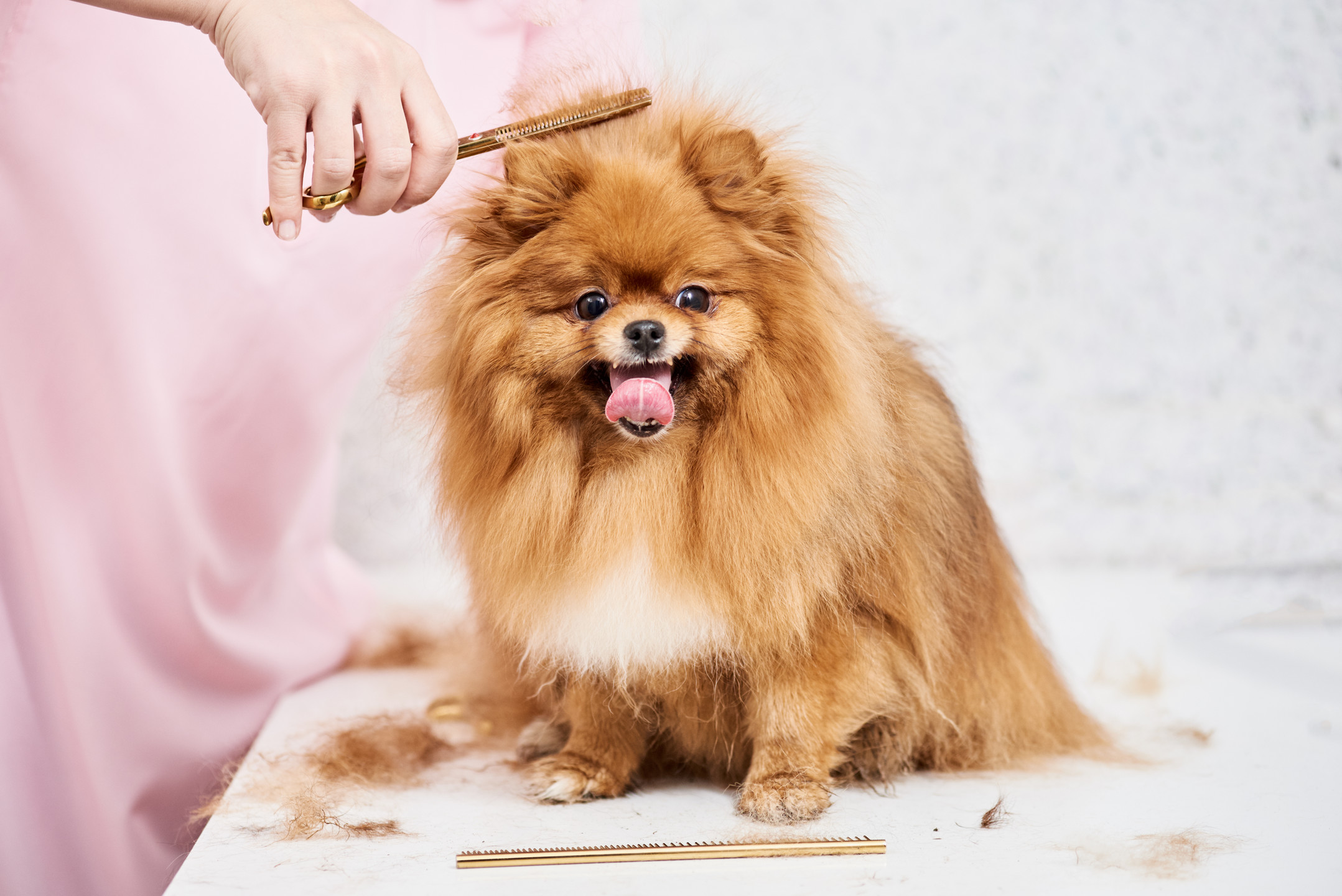 6 Tips to Take Care of a Pomeranian MyStart