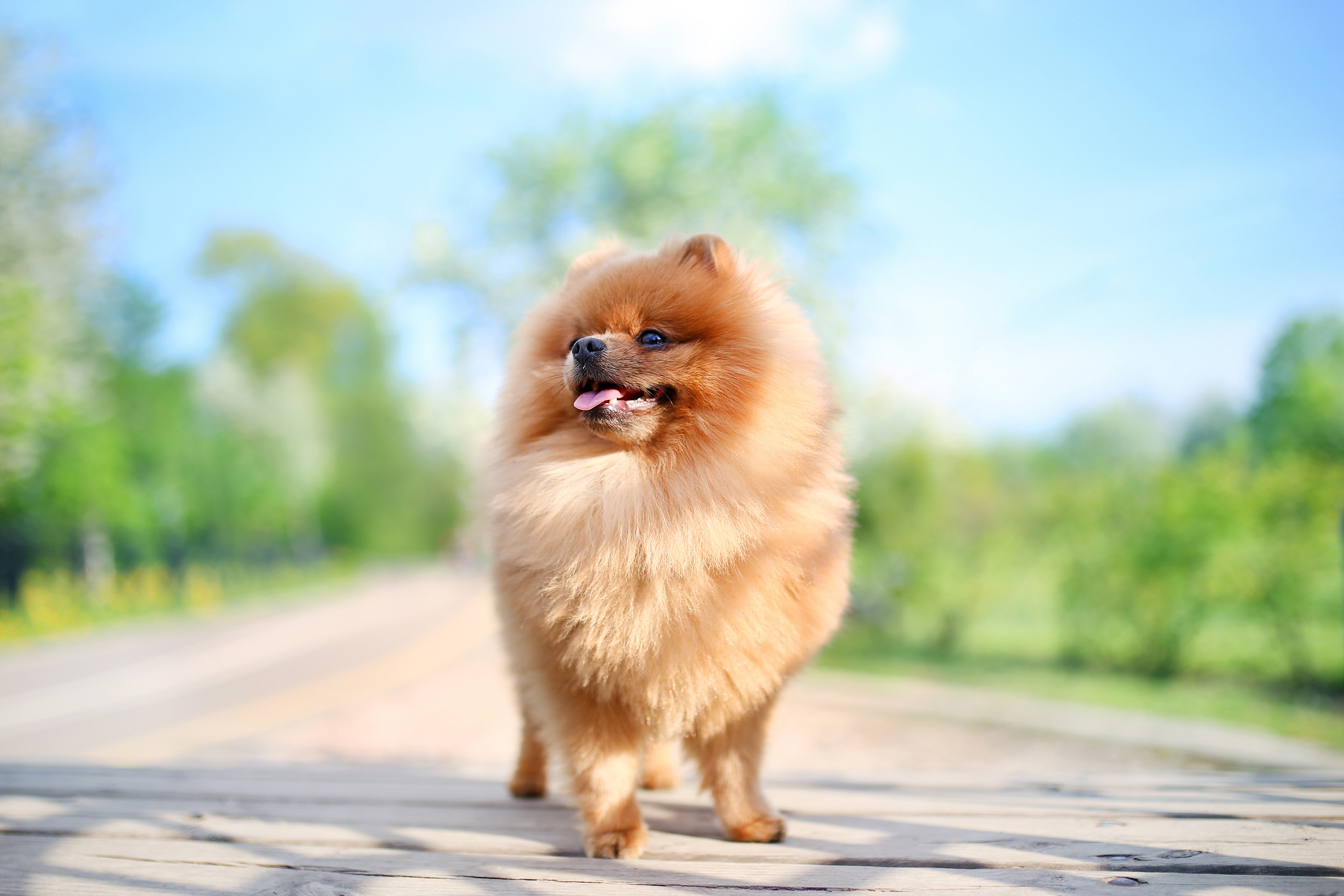 6 Tips to Take Care of a Pomeranian MyStart