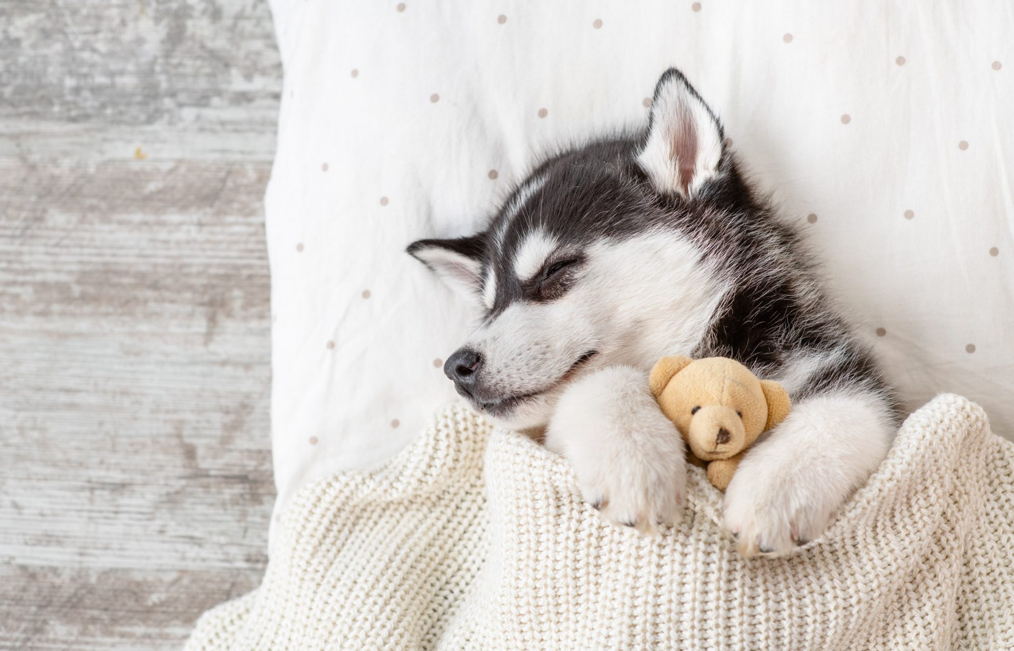 My Puppy Husky HD Wallpapers New Tab MyStart