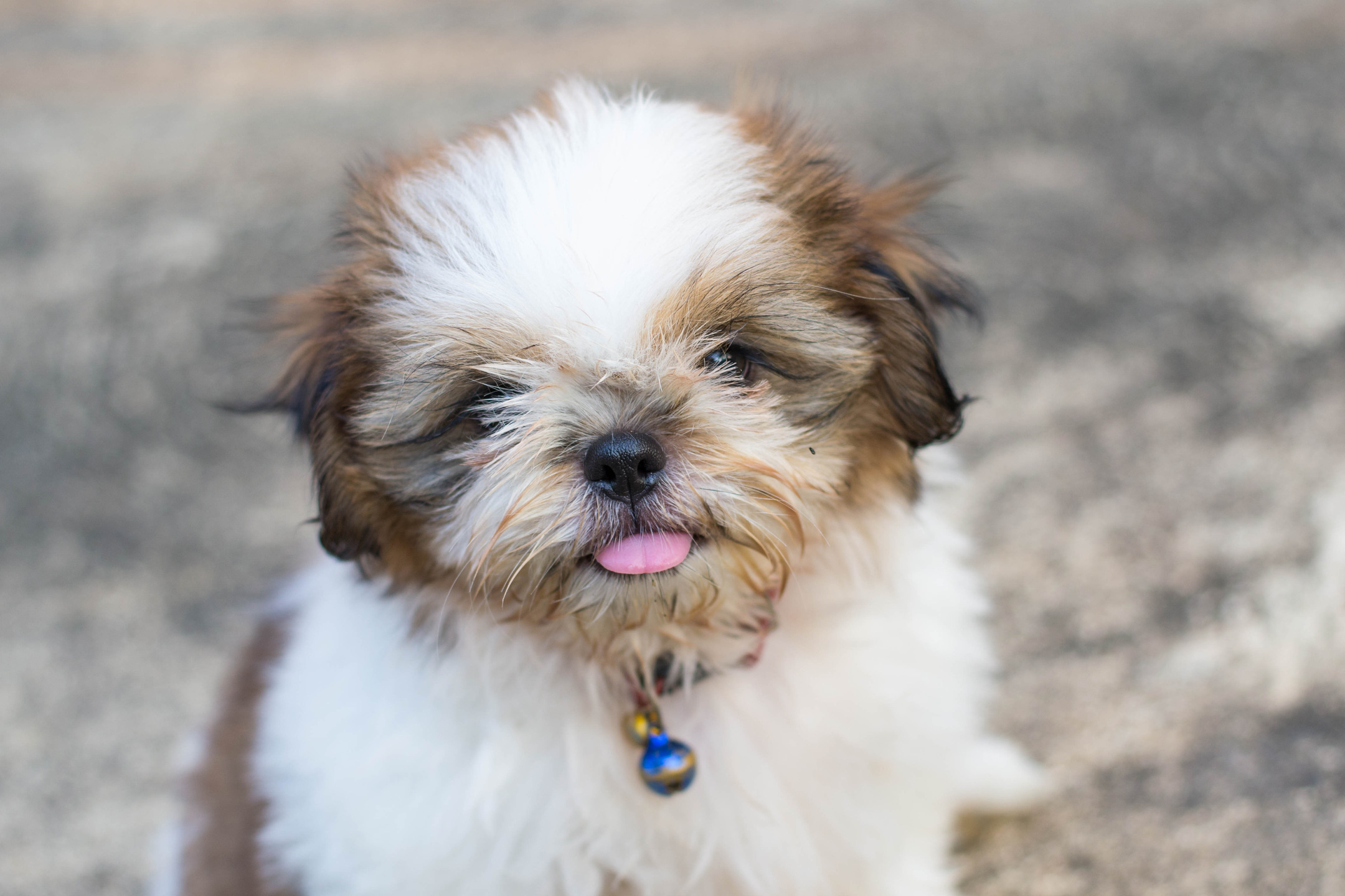 My Shih Tzu HD Wallpapers New Tab MyStart