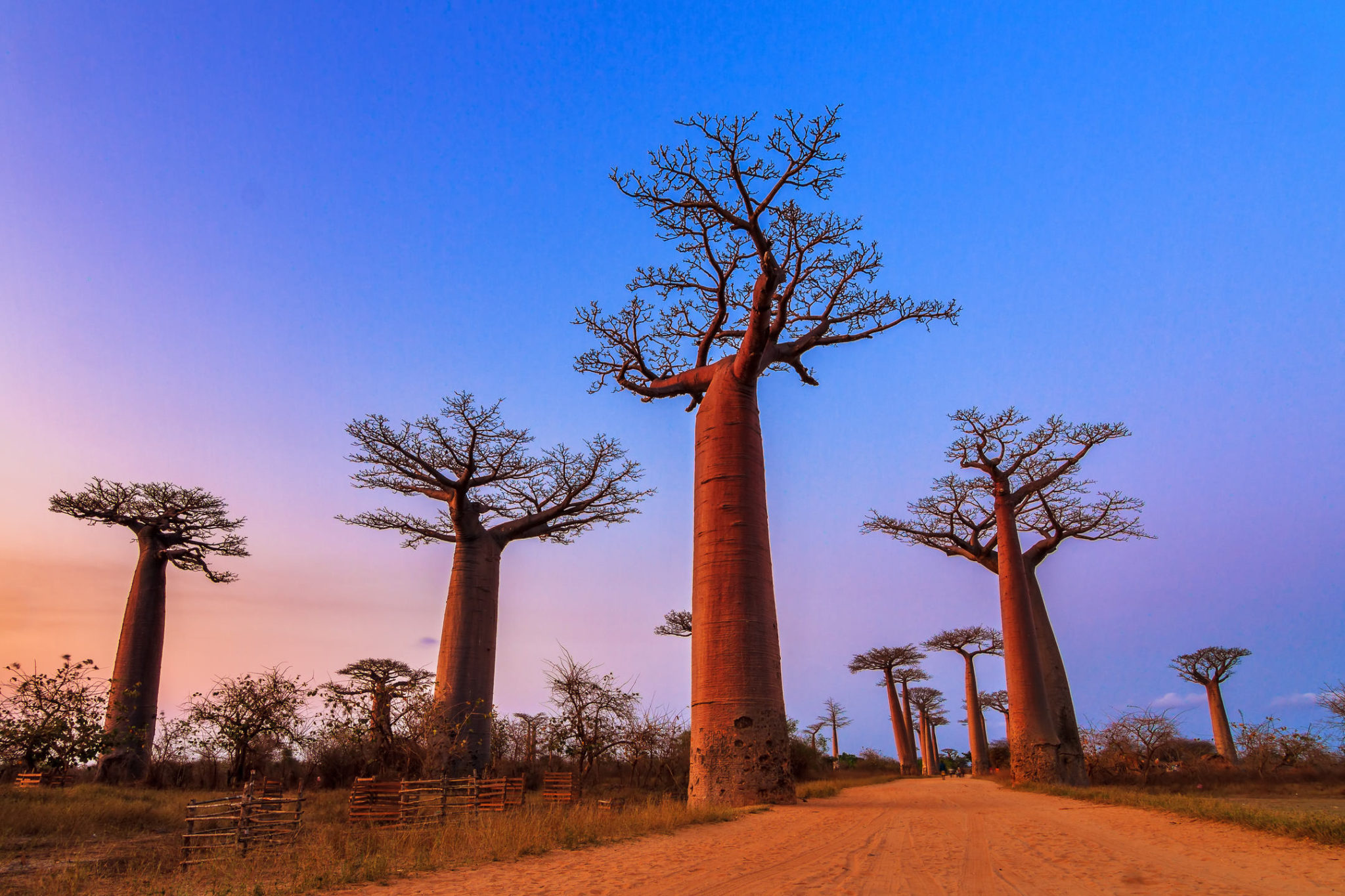 Baobab The Traveling Tree of Life MyStart