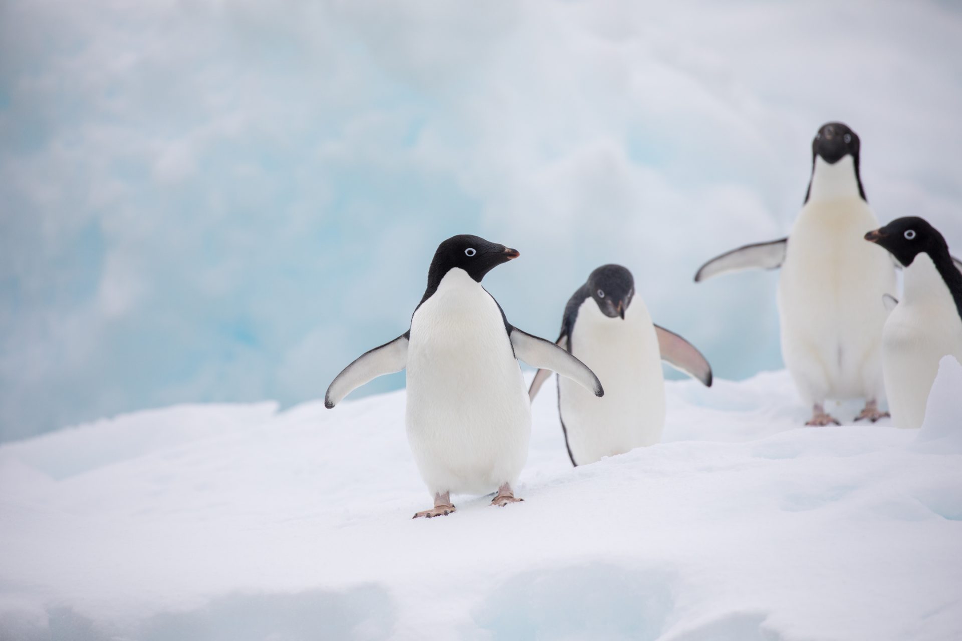 Popular Winter Animals that Thrive in Cold Weather MyStart