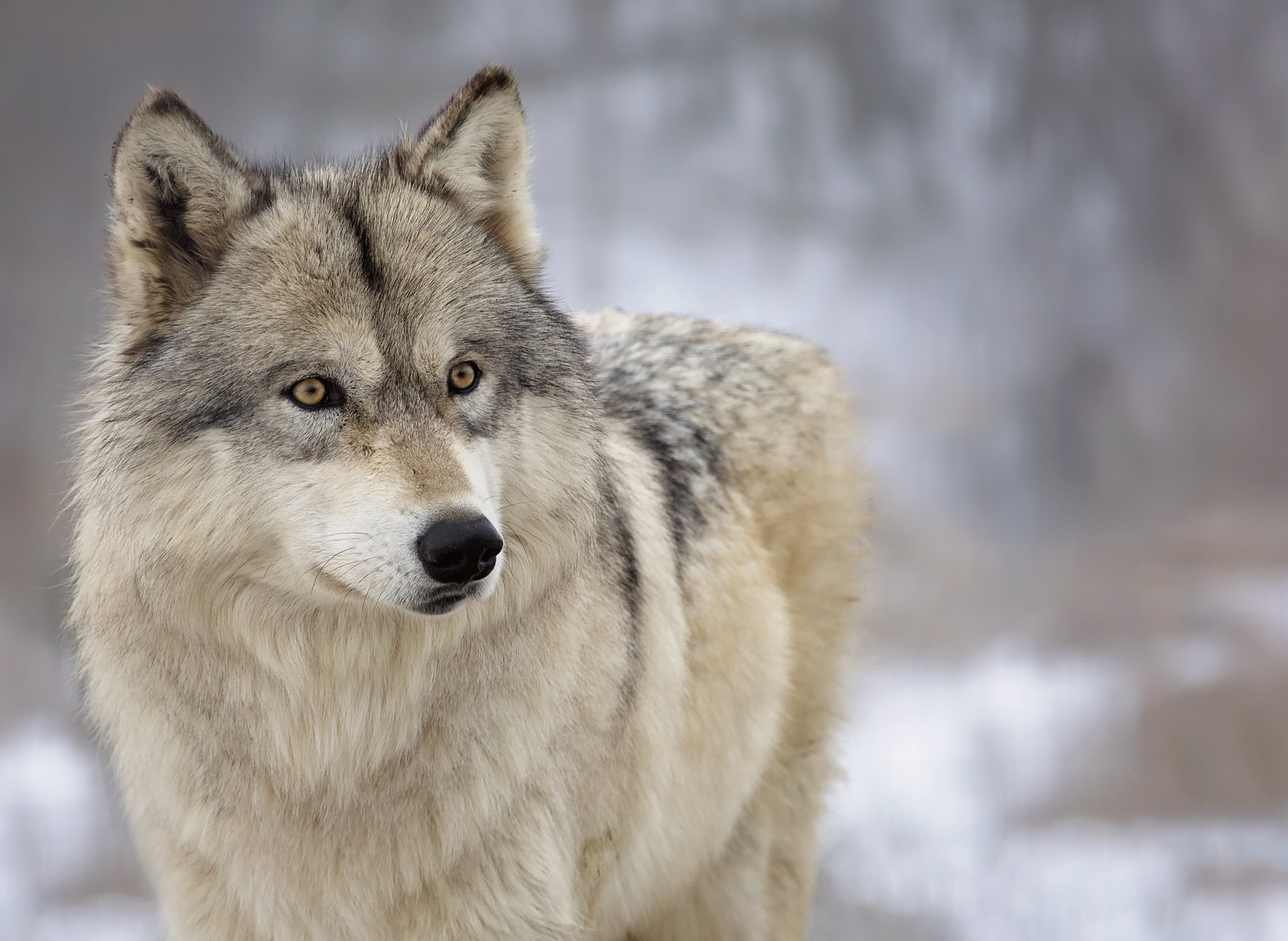 How Many Wolves Are Left In The World? MyStart