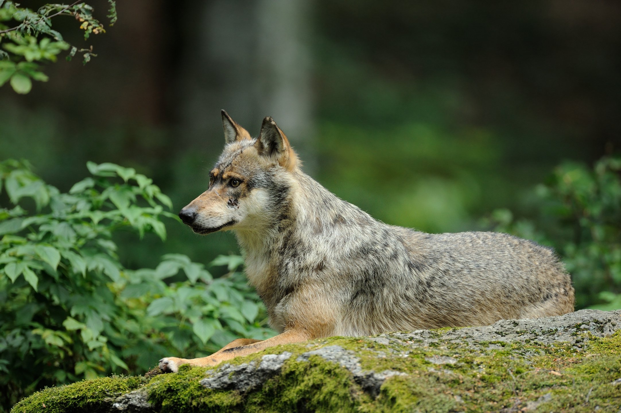 How Many Wolves Are Left In The World? MyStart