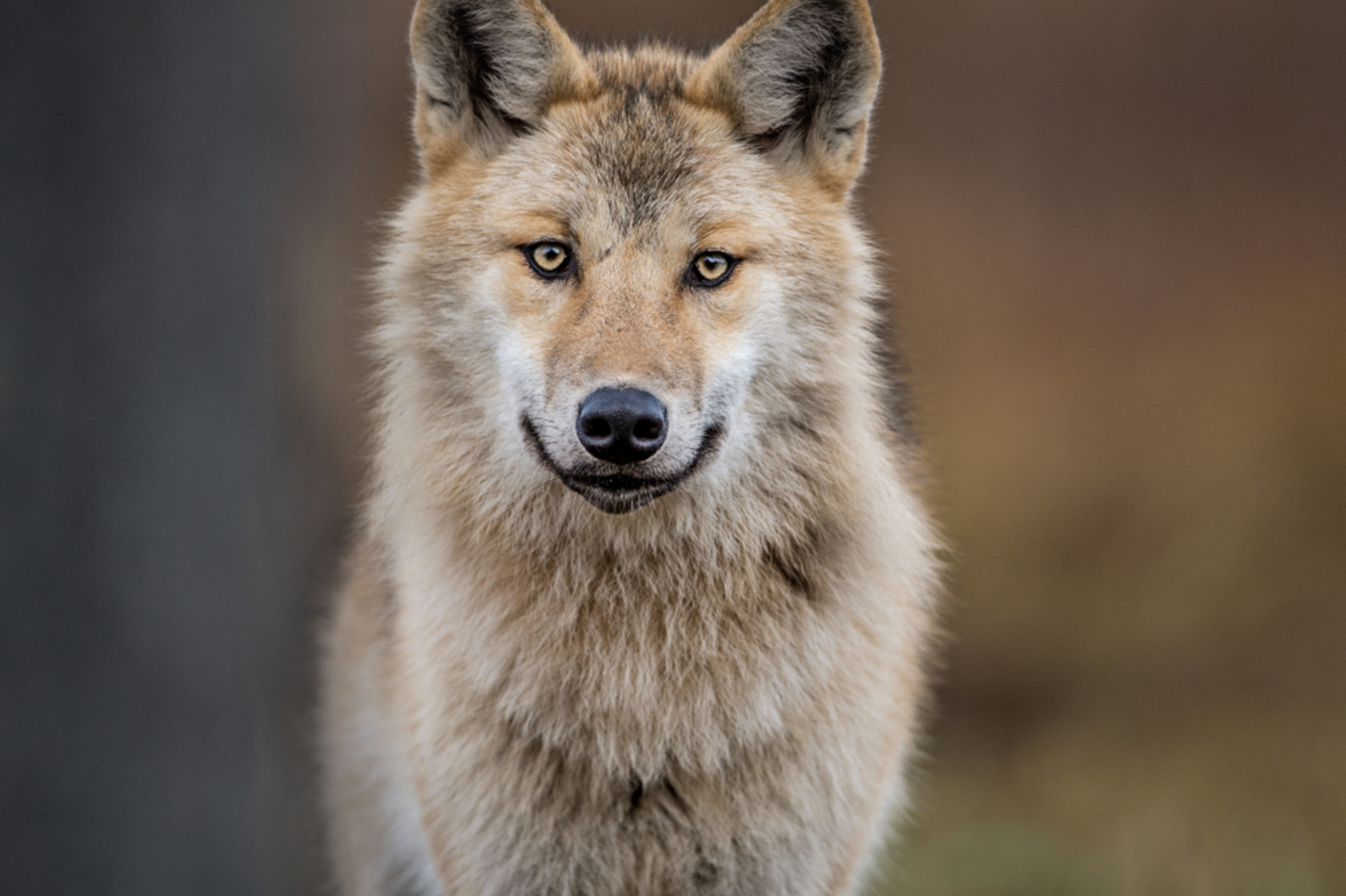 How Many Wolves Are Left In The World? MyStart