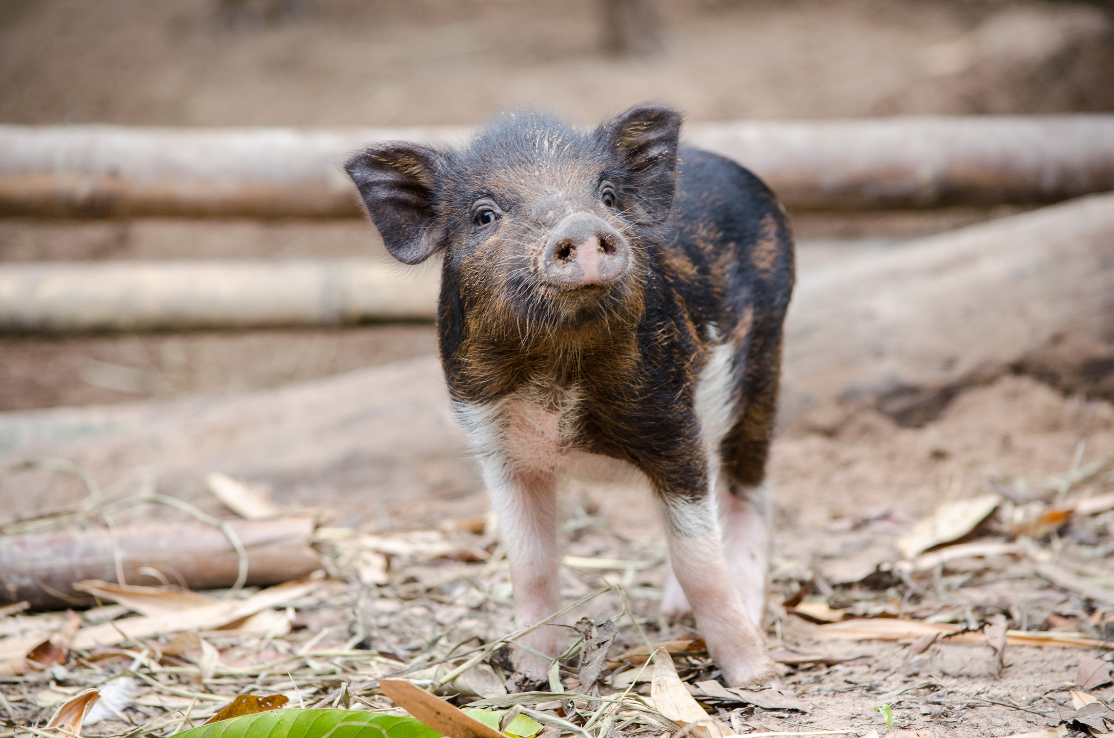 The Do’s and Don’ts of Keeping a Baby Pig as a Pet MyStart