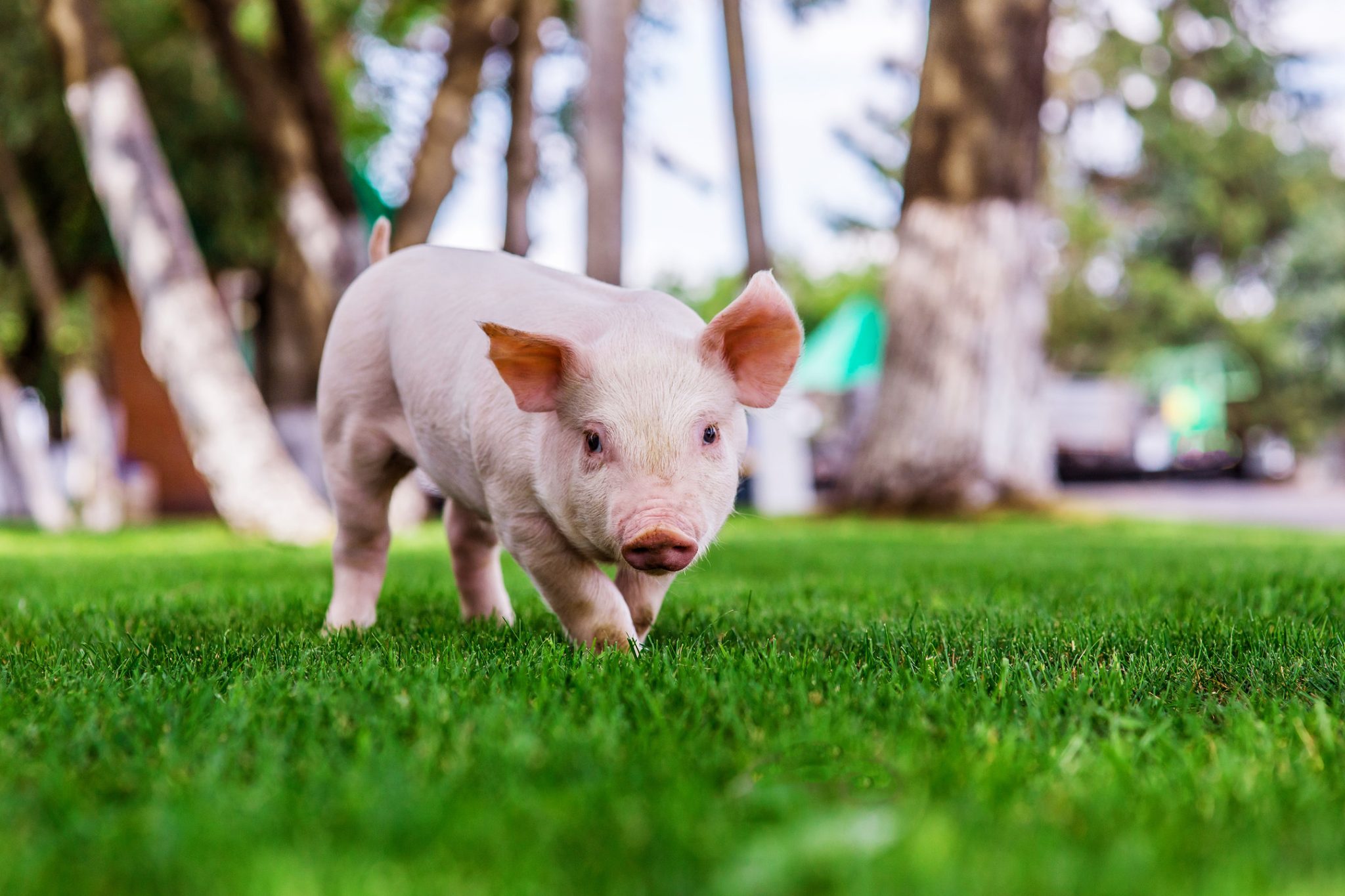 The Doâ€™s and Donâ€™ts of Keeping a Baby Pig as a Pet MyStart