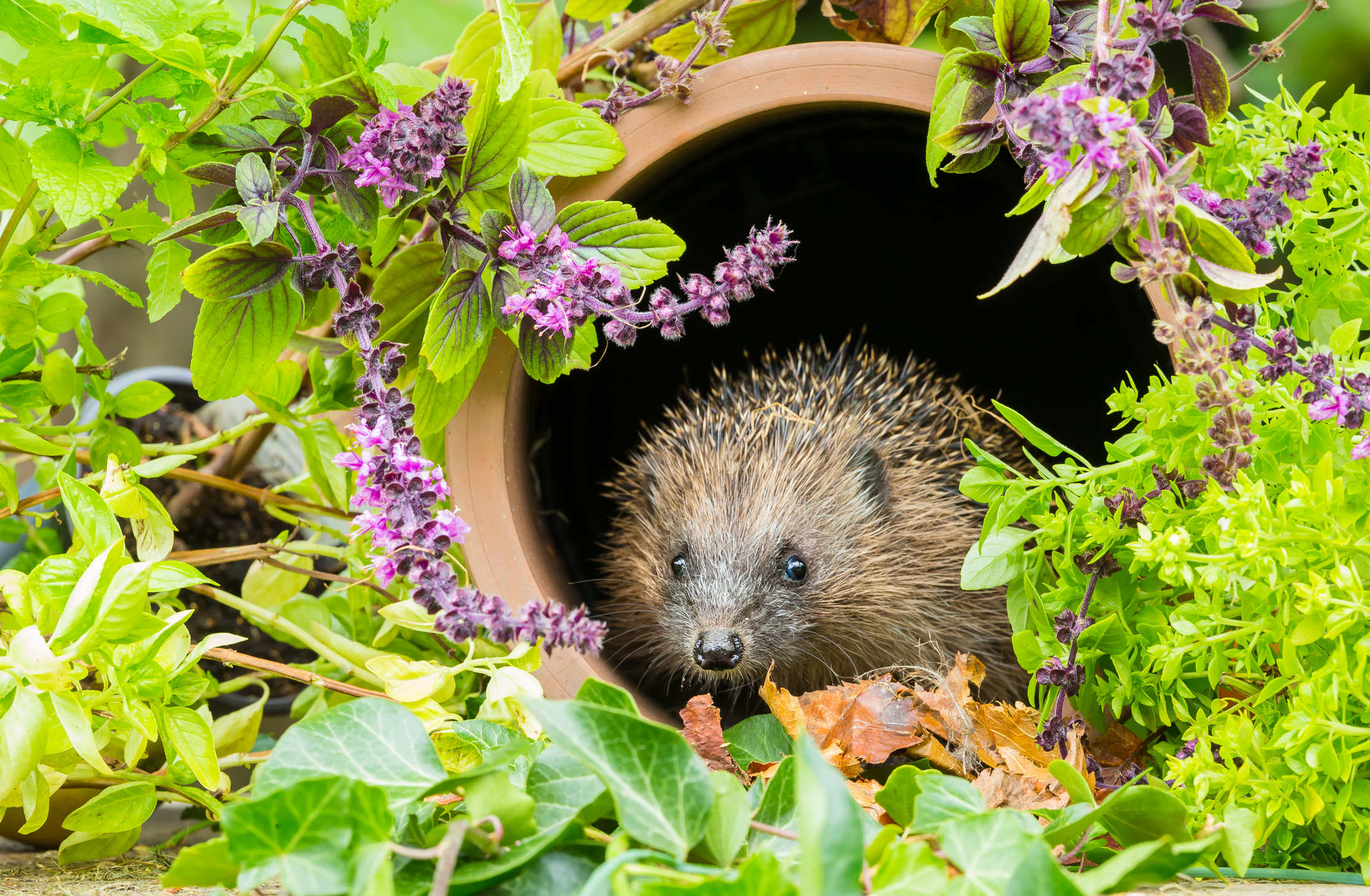 8 Things to Know Before Bringing a Hedgehog Home MyStart