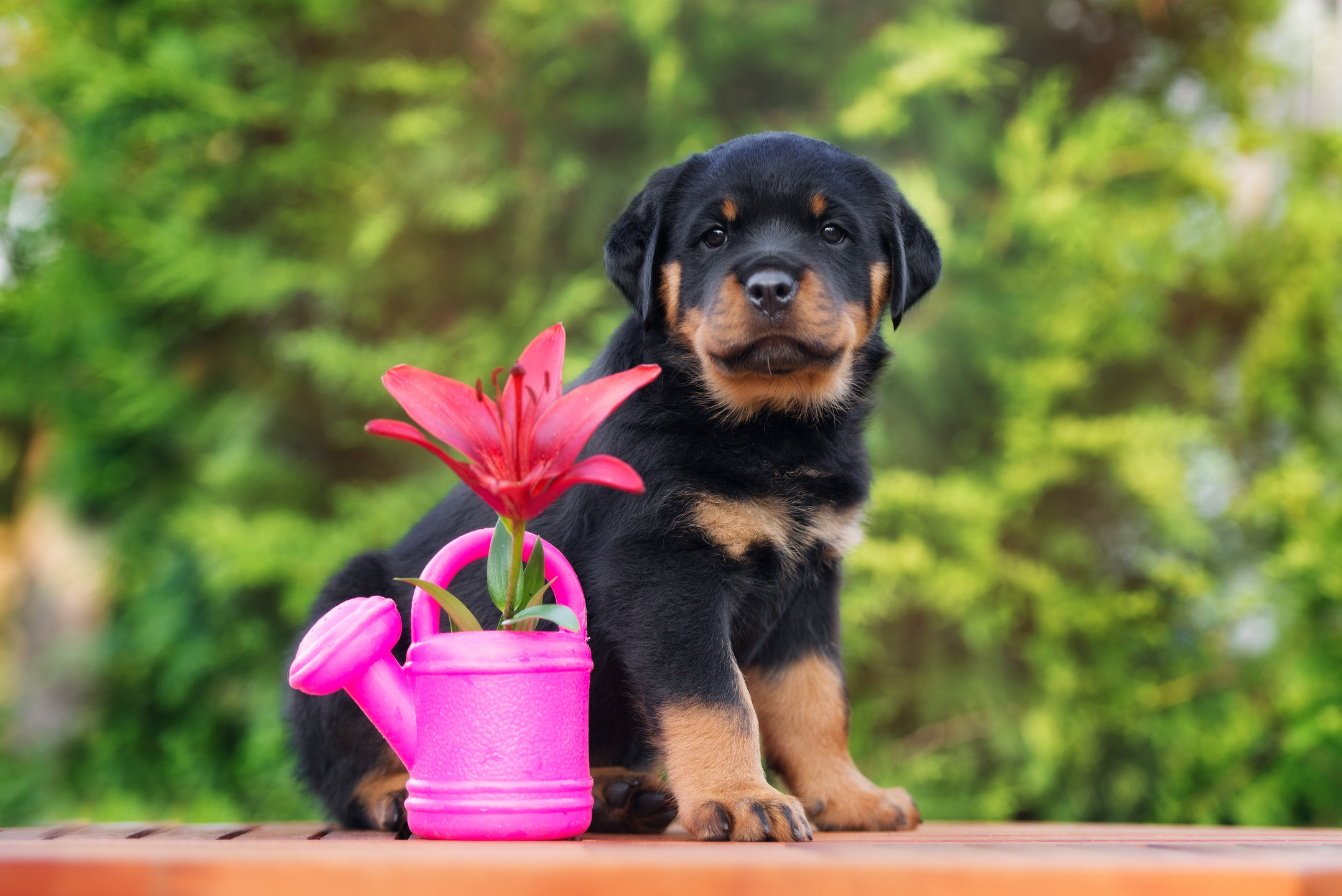 Caring for a Rottweiler Puppy 5 Helpful Tips MyStart