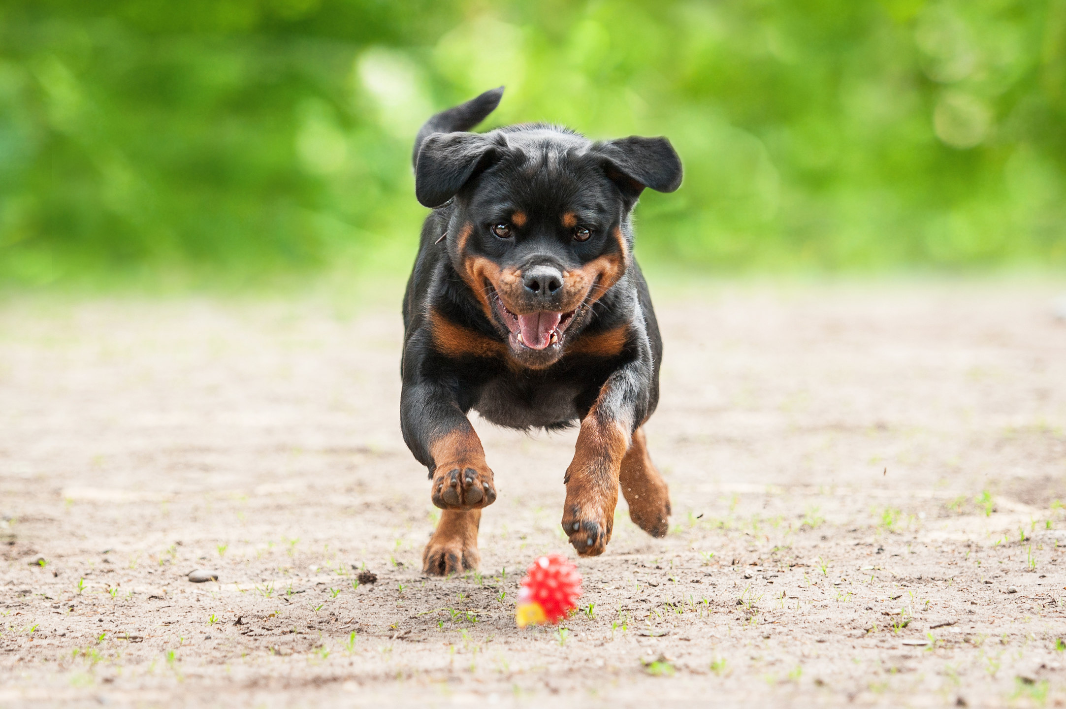 Caring for a Rottweiler Puppy 5 Helpful Tips MyStart