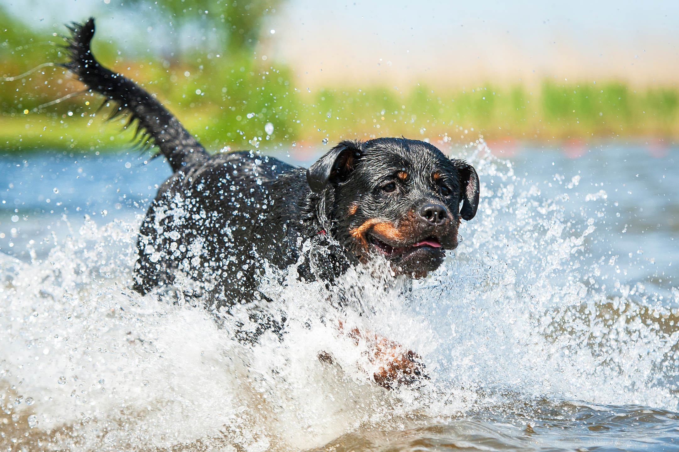 Caring for a Rottweiler Puppy 5 Helpful Tips MyStart