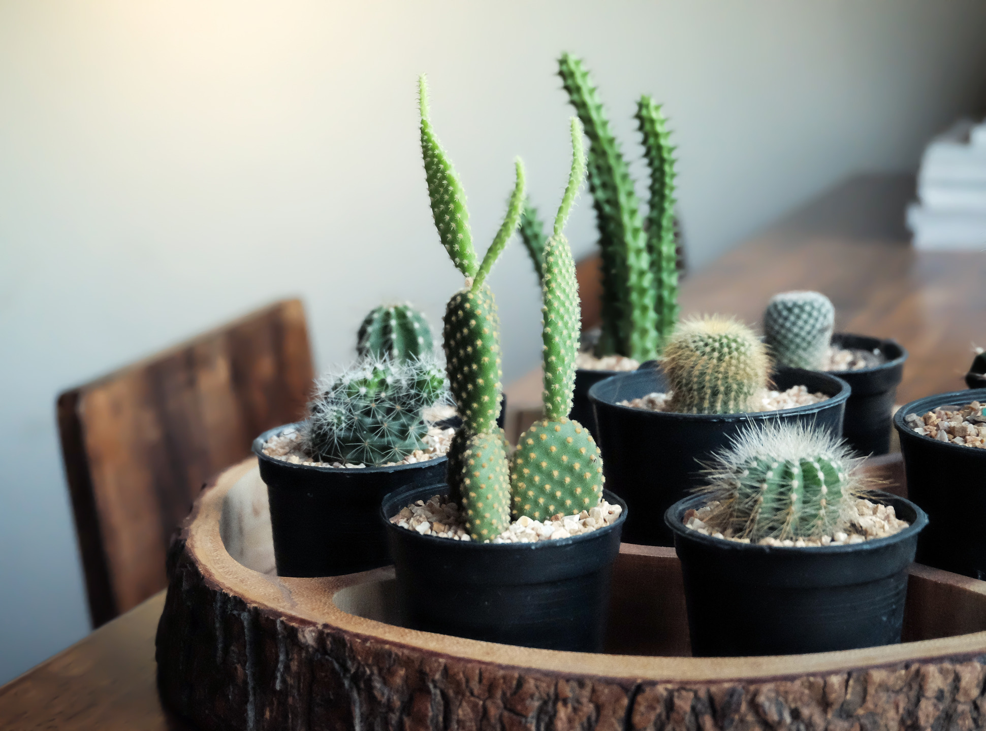 Cactus Brings Bad Luck in Homes Myth or Fact? MyStart