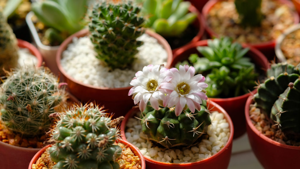 Cactus Brings Bad Luck in Homes Myth or Fact? MyStart