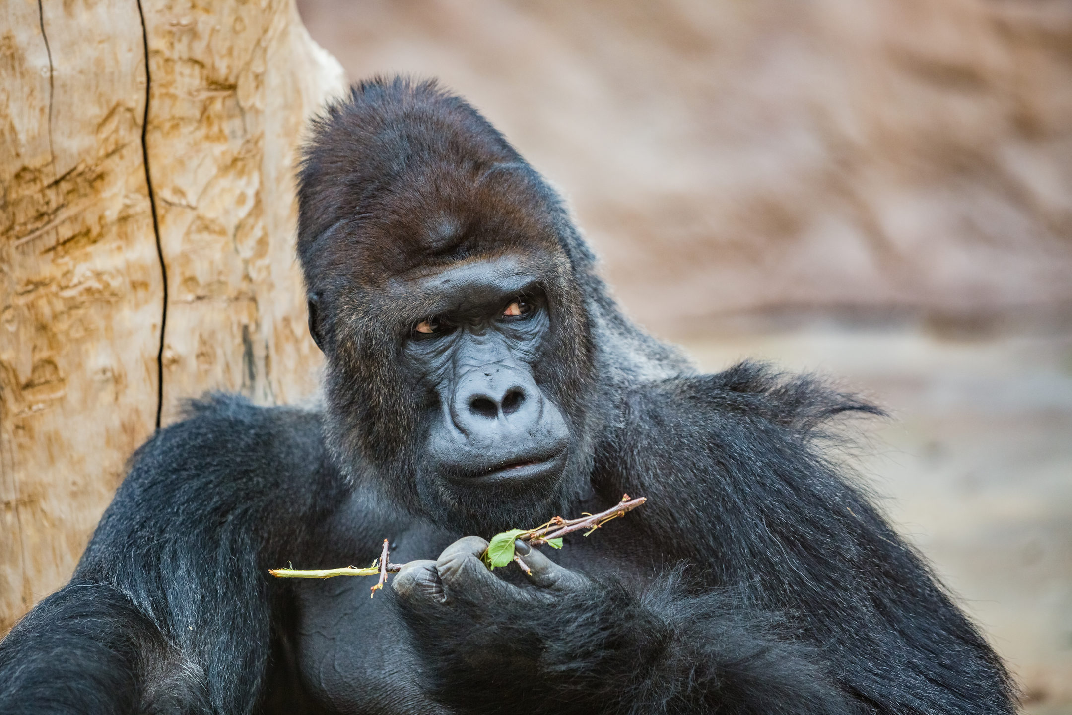 Top 10 Strongest Animals on Land MyStart