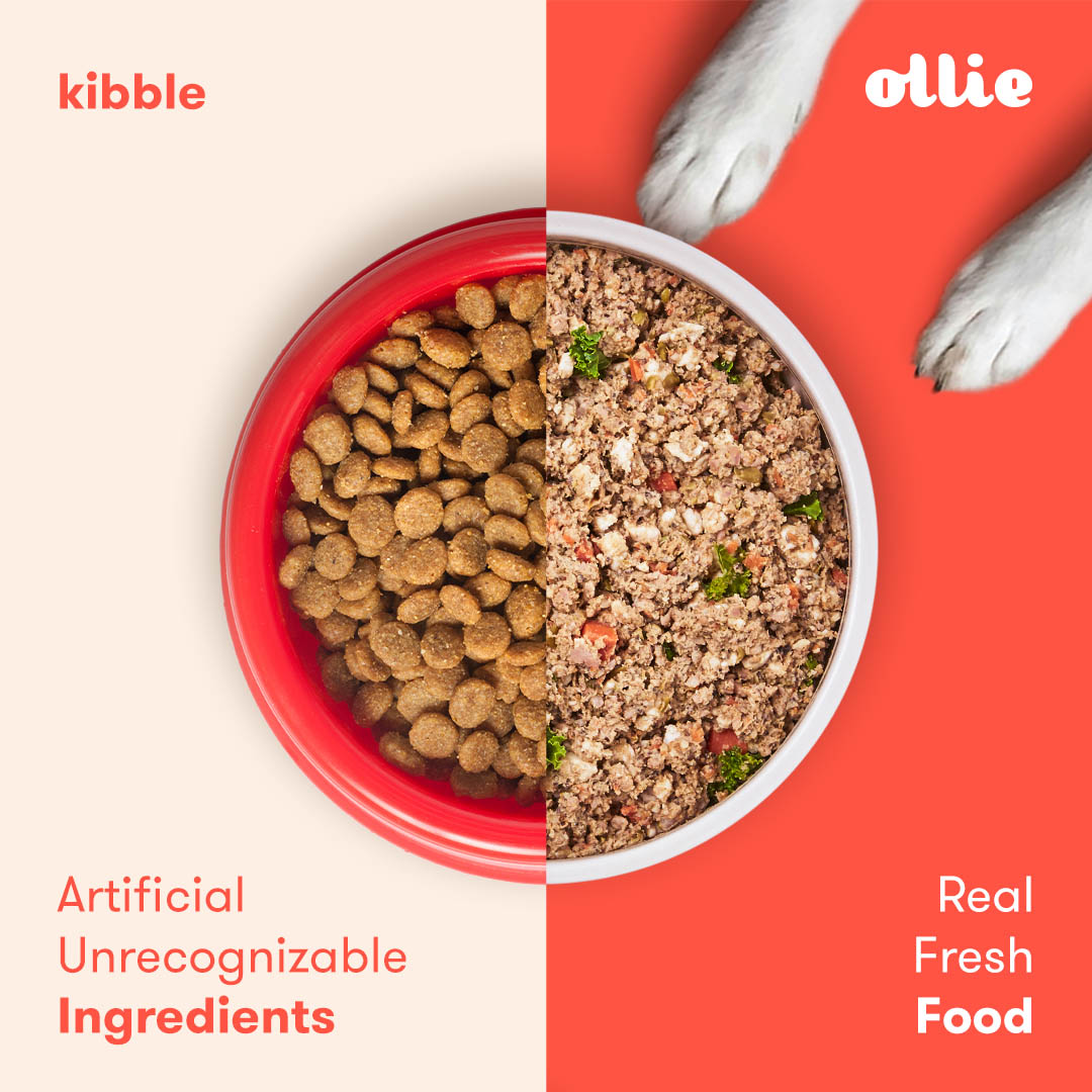 Ollie Dog Food Deal Get 60 Off Your First Box for Pet Appreciation