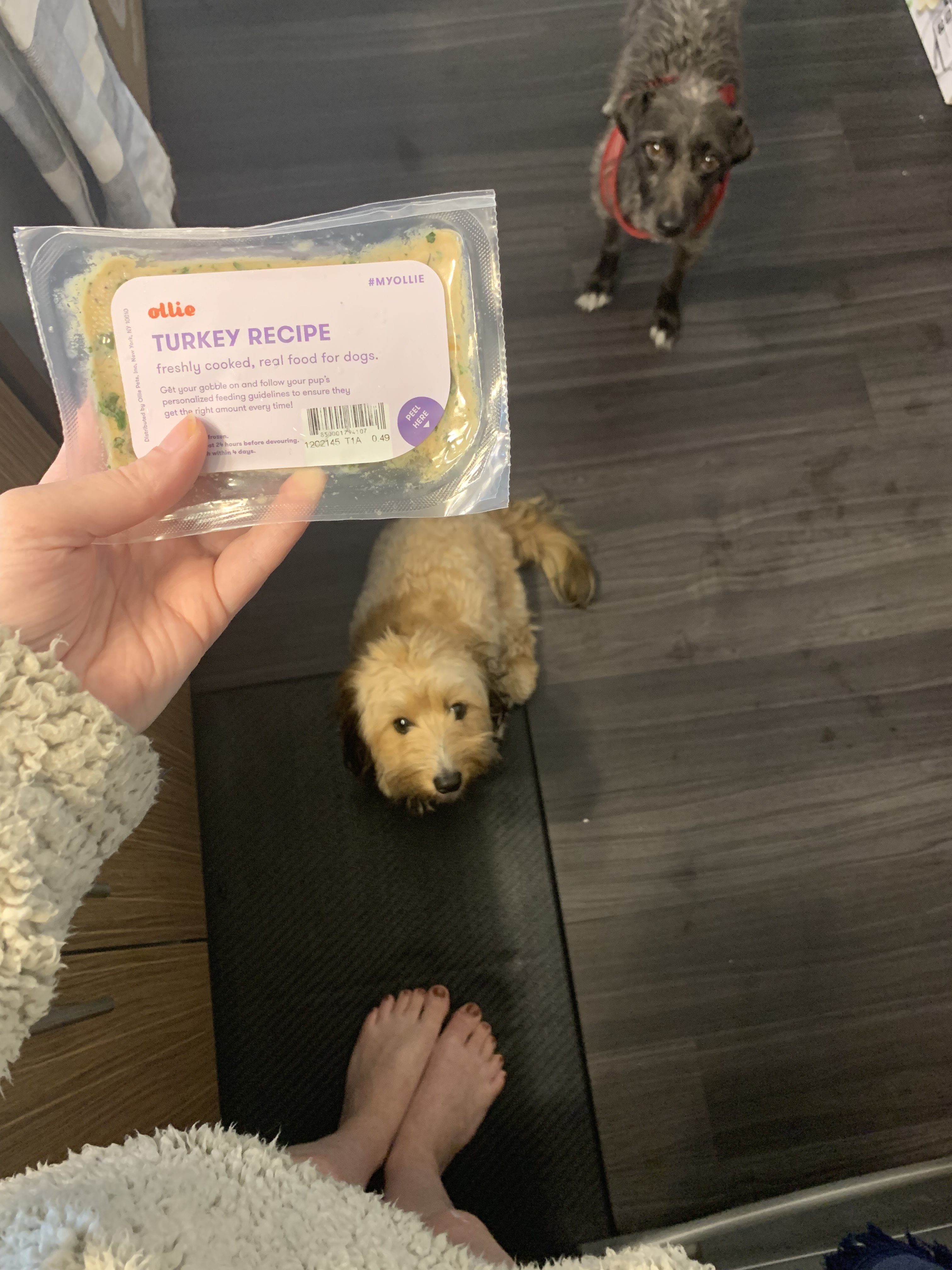 Ollie Review Healthy Food For Happy Pets