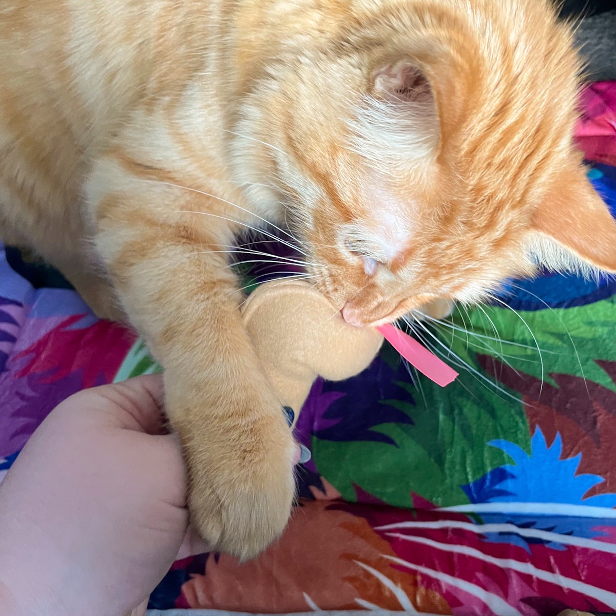 Crazy Cat Lady Box Subscription February 2022 Review + Coupon MSA