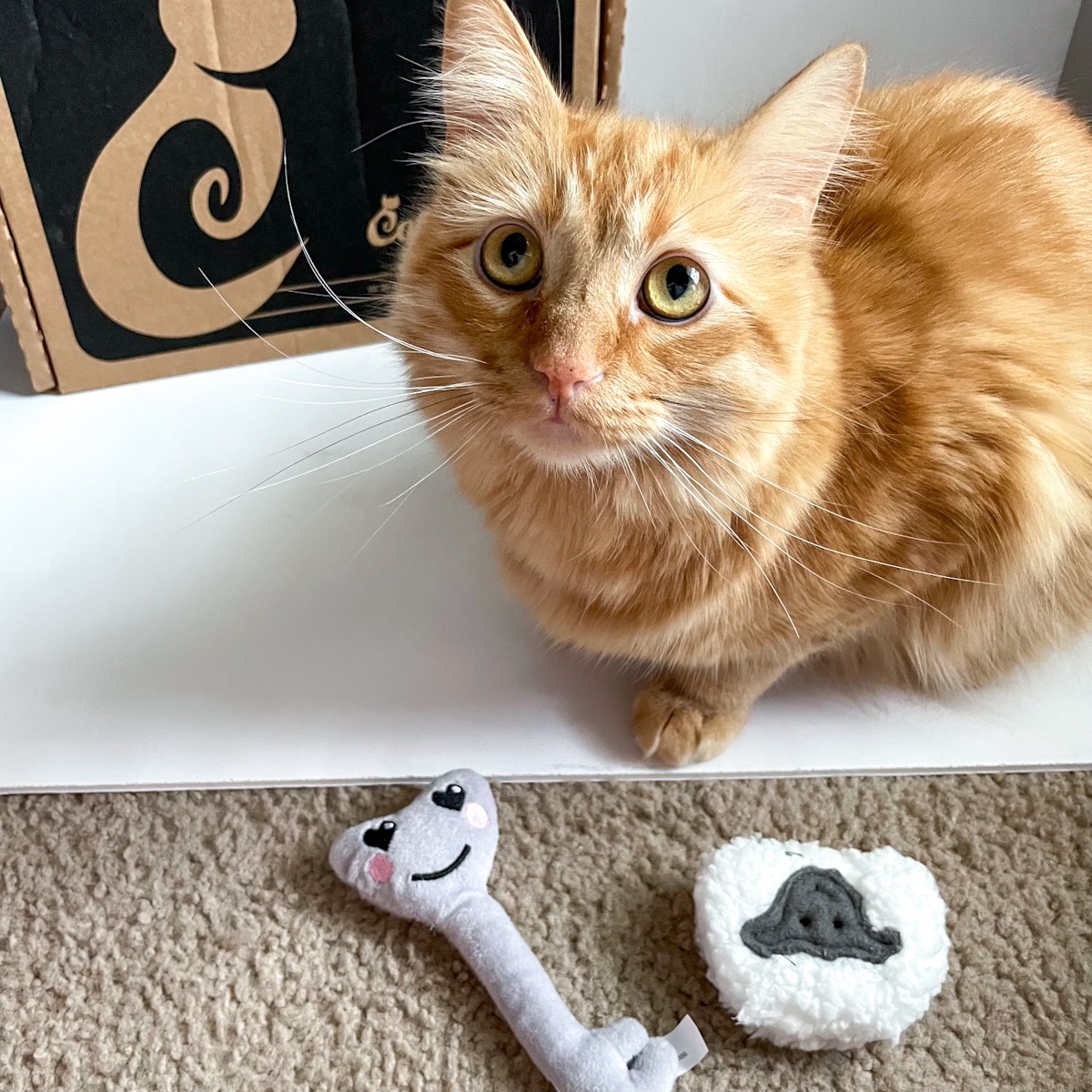 Cat Lady Box Subscription May 2022 Review + Coupon MSA