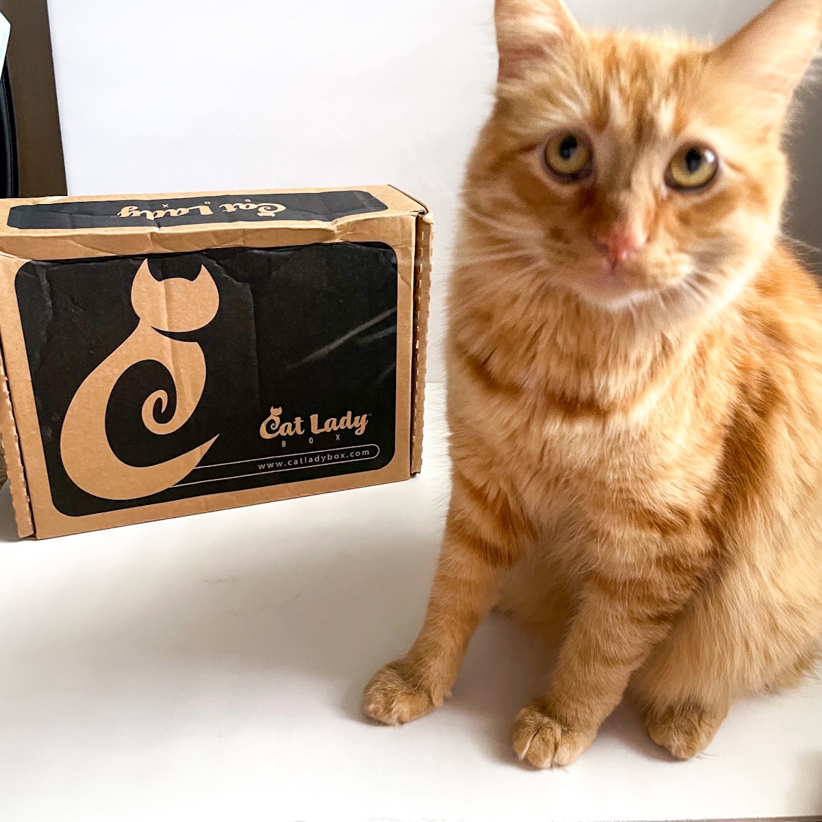 Cat Lady Box Subscription June 2022 Review MSA