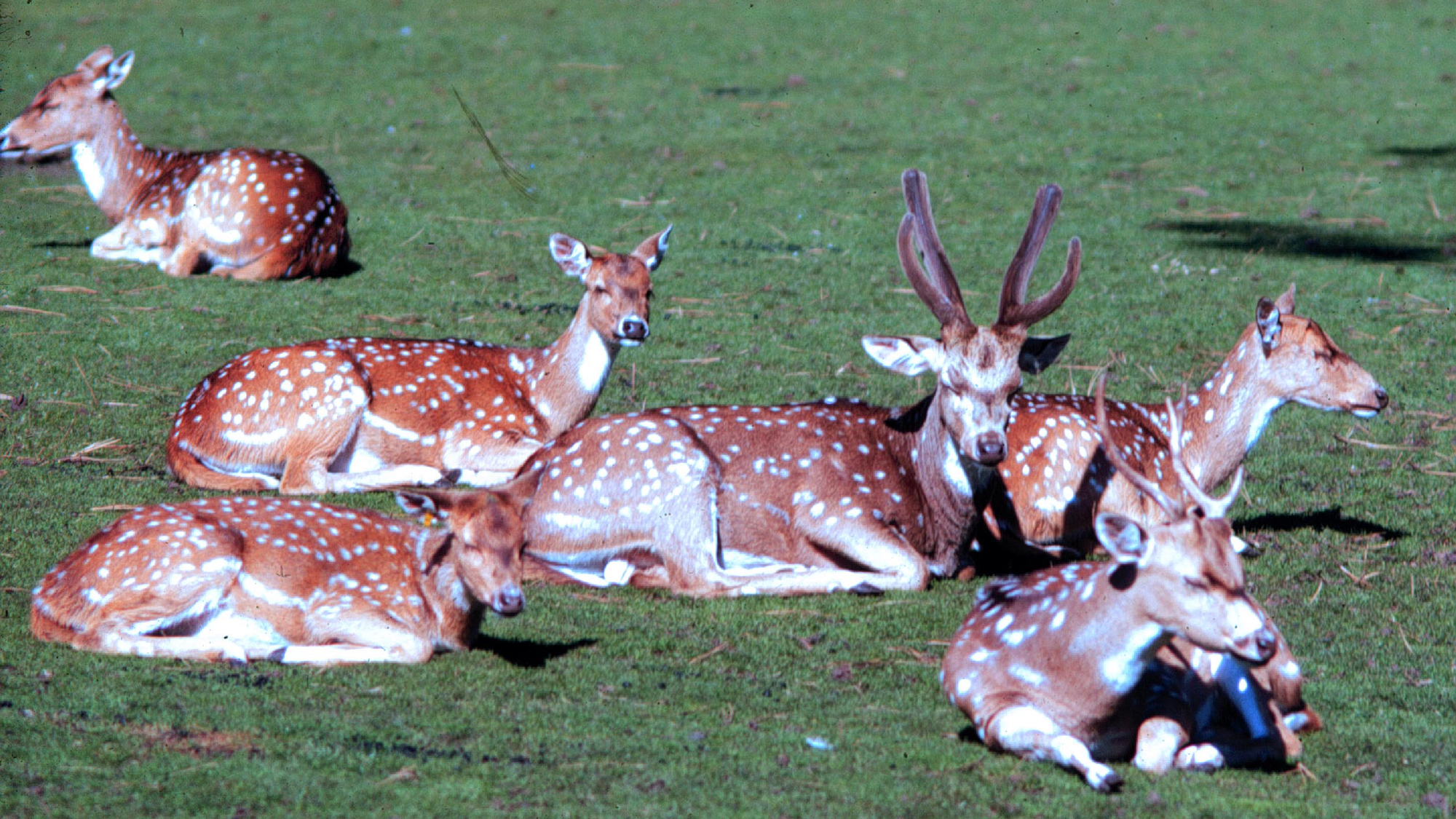 Mending Point Reyes, a Park Impaired by Invasive Mammals