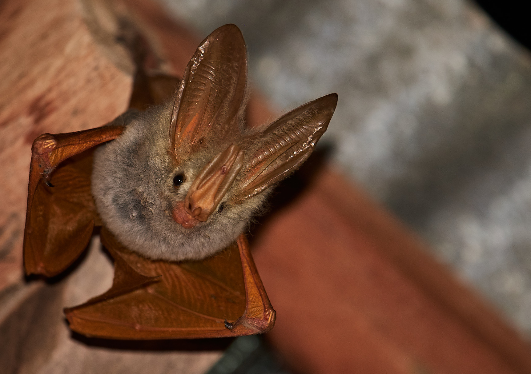 The Big Bat Year A Quest to See the World’s Bats