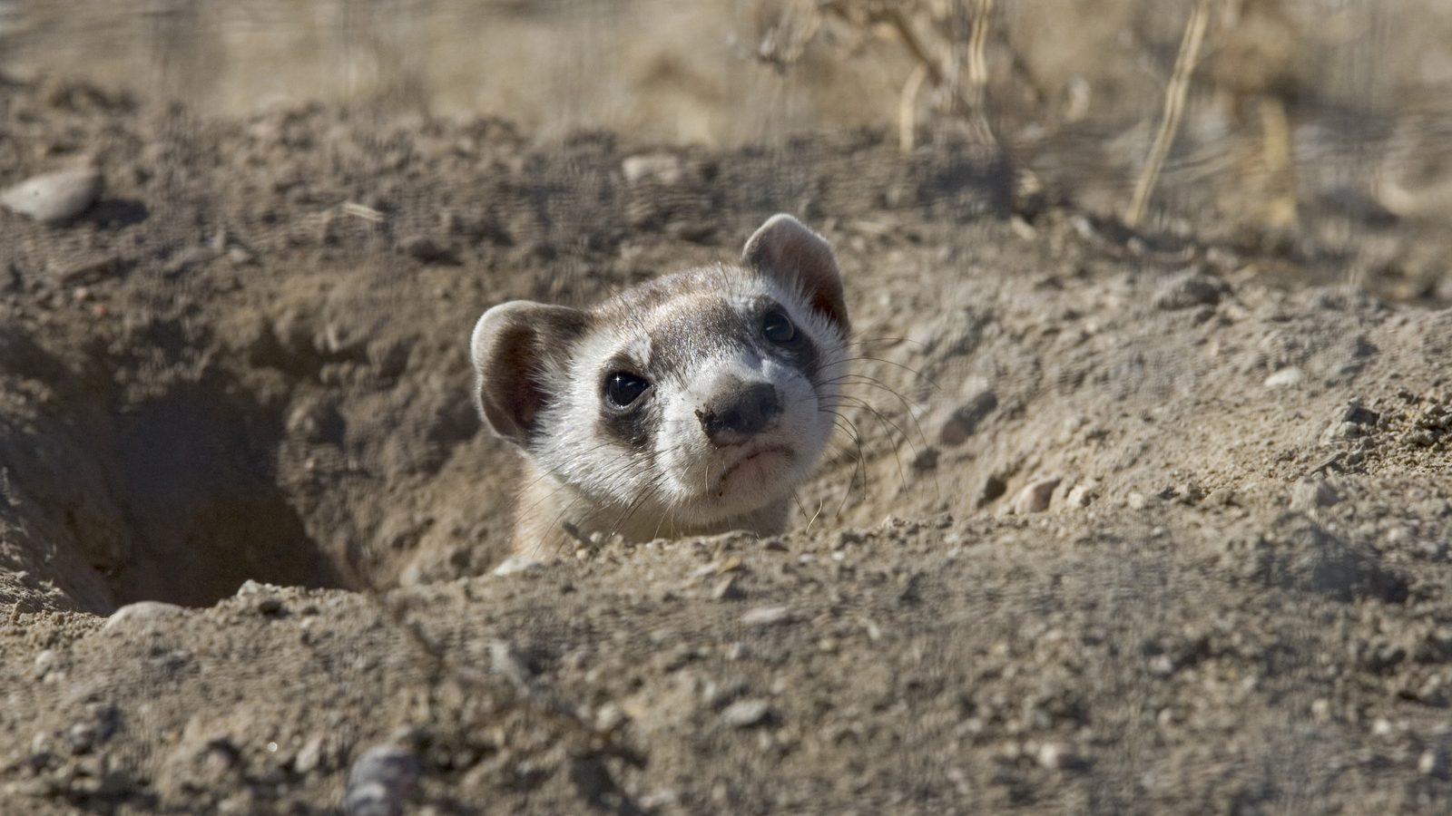 Mighty Mustelids Meet the World’s Most Epic Weasels Cool Green Science