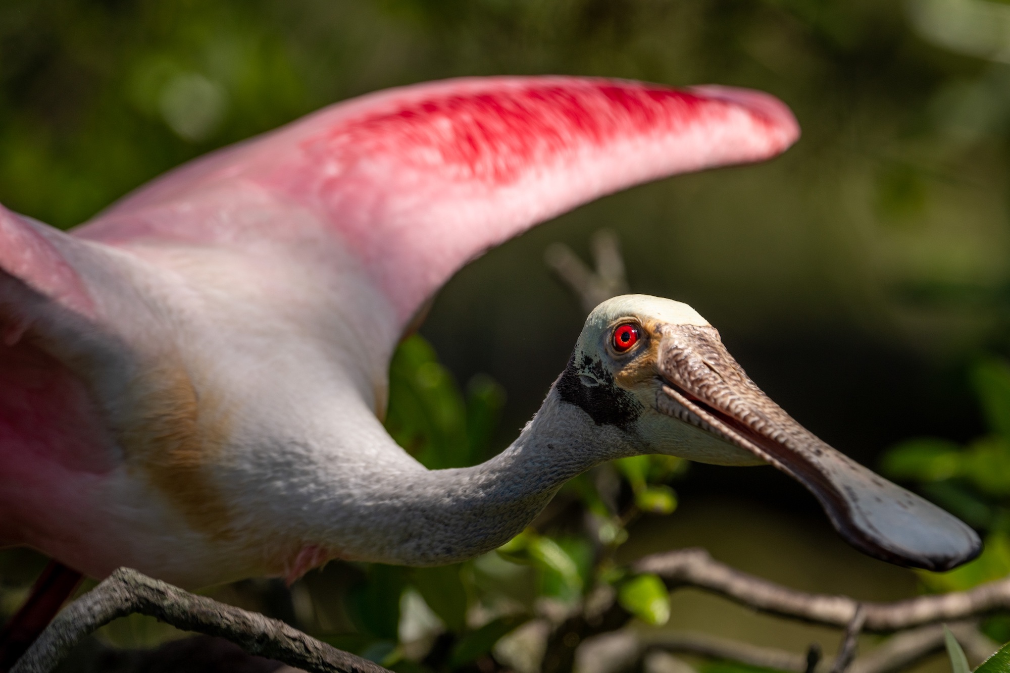 8 Great U.S. National Parks for Birding Cool Green Science